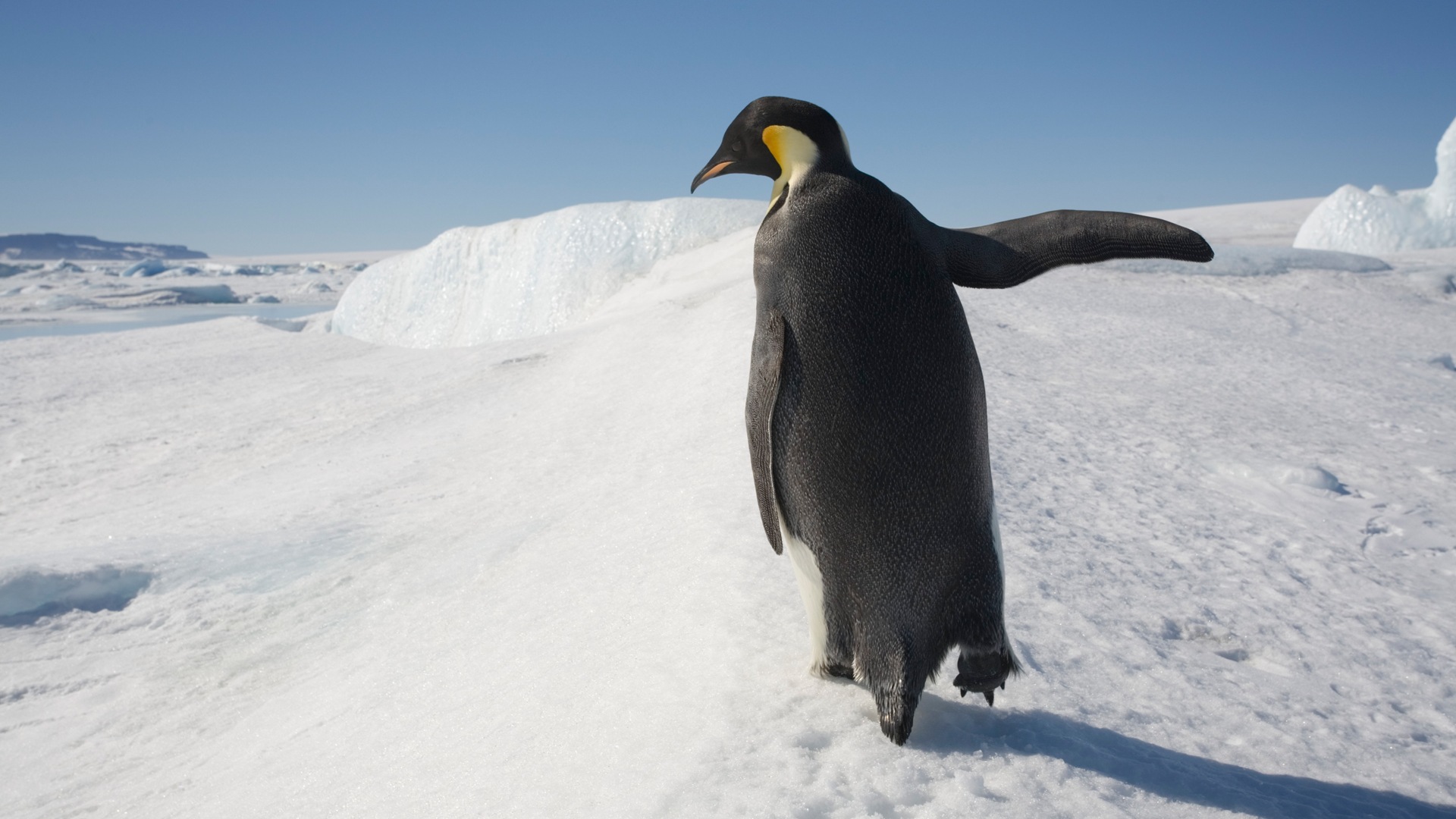 Windows 8 обоев: Антарктика, Snow пейзажи, антарктические пингвины #10 - 1920x1080