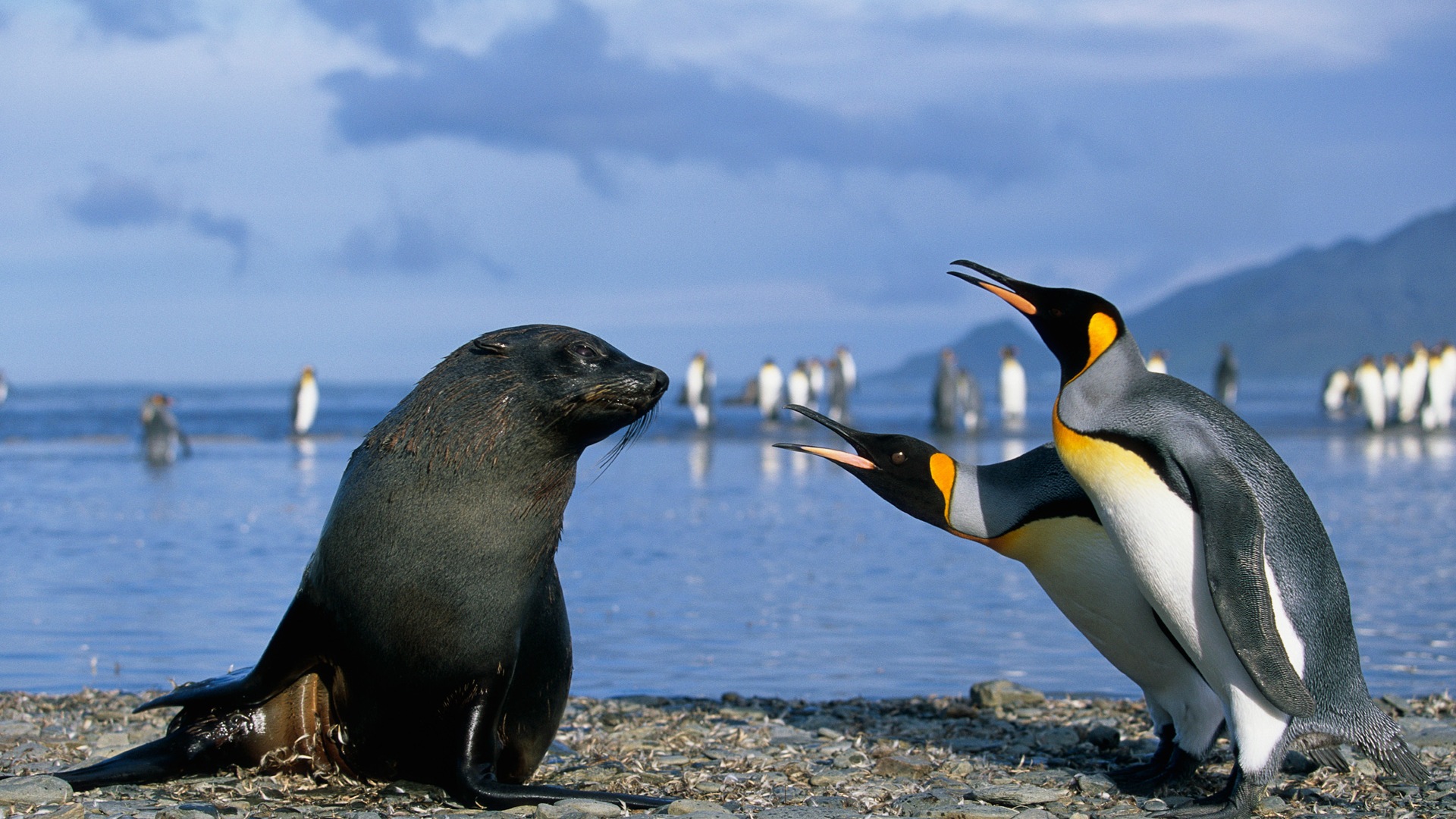 Windows 8 обоев: Антарктика, Snow пейзажи, антарктические пингвины #14 - 1920x1080