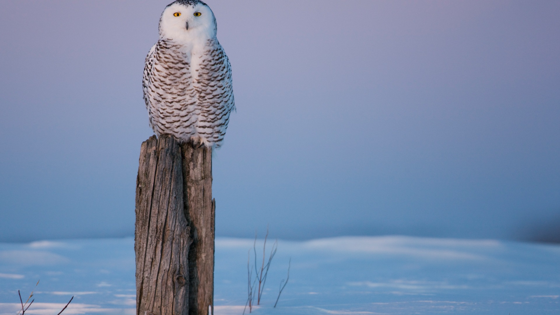 Windows 8 Wallpapers: Arctic, the nature ecological landscape, arctic animals #2 - 1920x1080