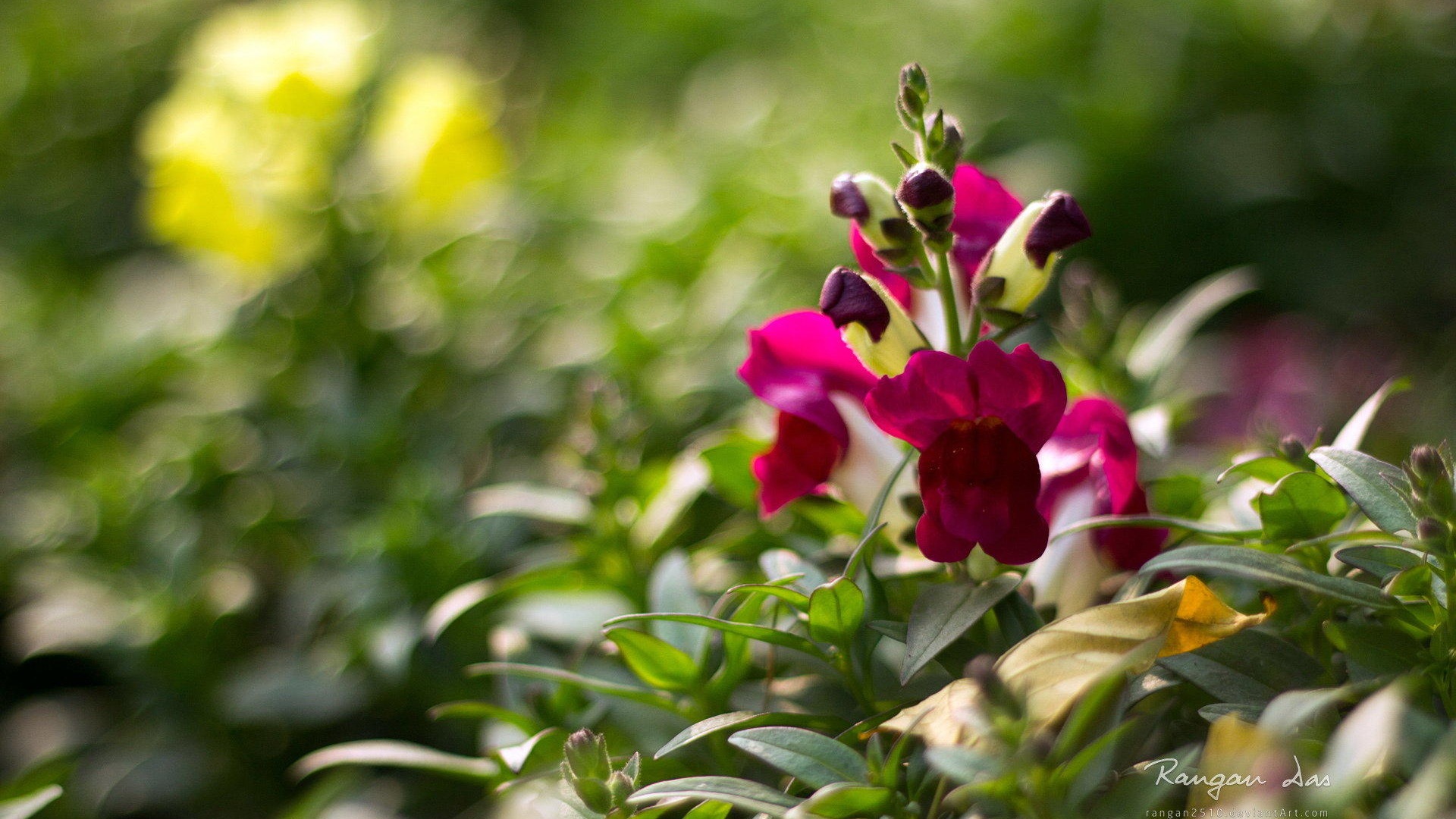 Windows 8の花、鳥、蝶HDの壁紙 #4 - 1920x1080