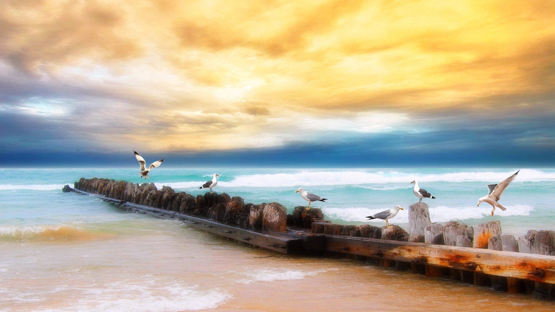 Sea bird seagull HD wallpapers #4 - 1920x1080