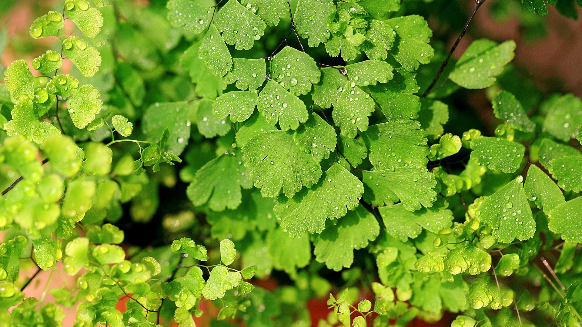 Adiantum grünen Pflanzen HD Wallpaper #8 - 1920x1080