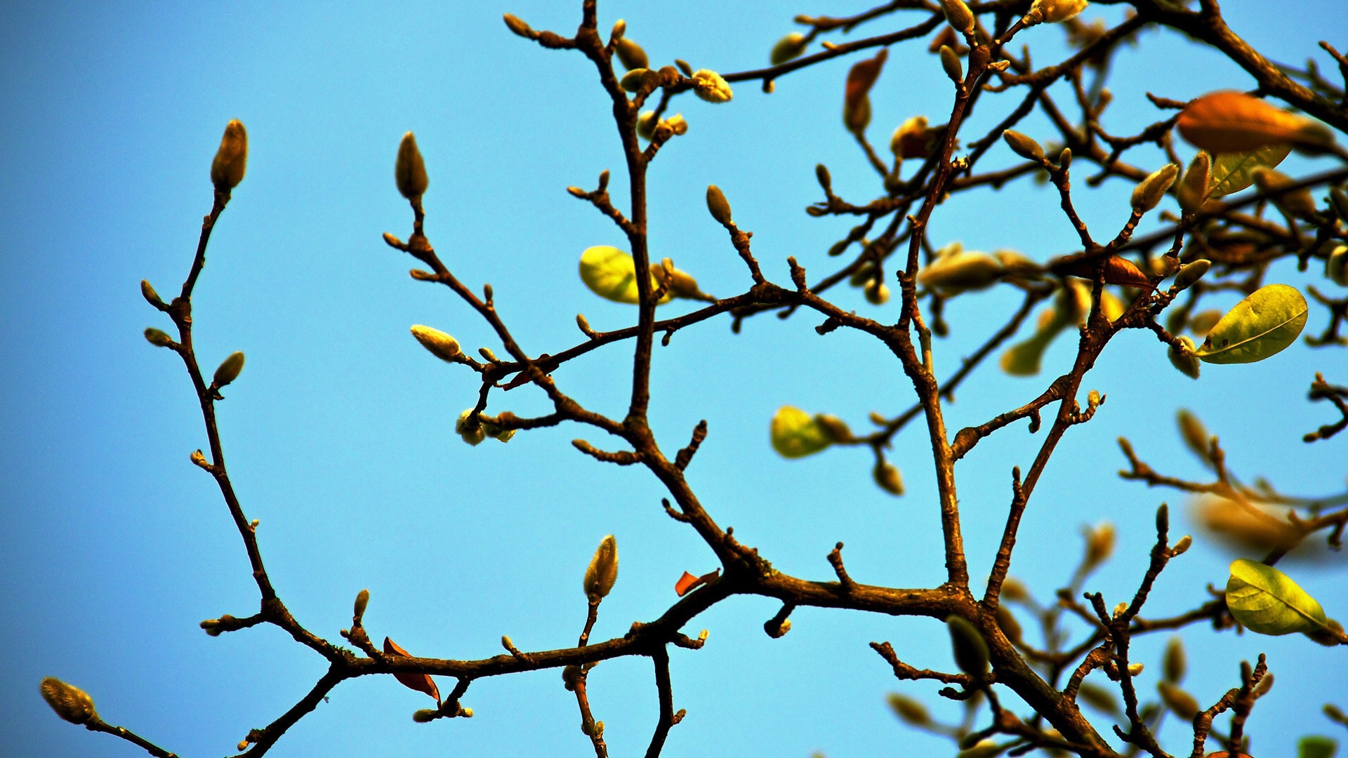 Primavera brotes en los árboles wallpapers HD #8 - 1920x1080