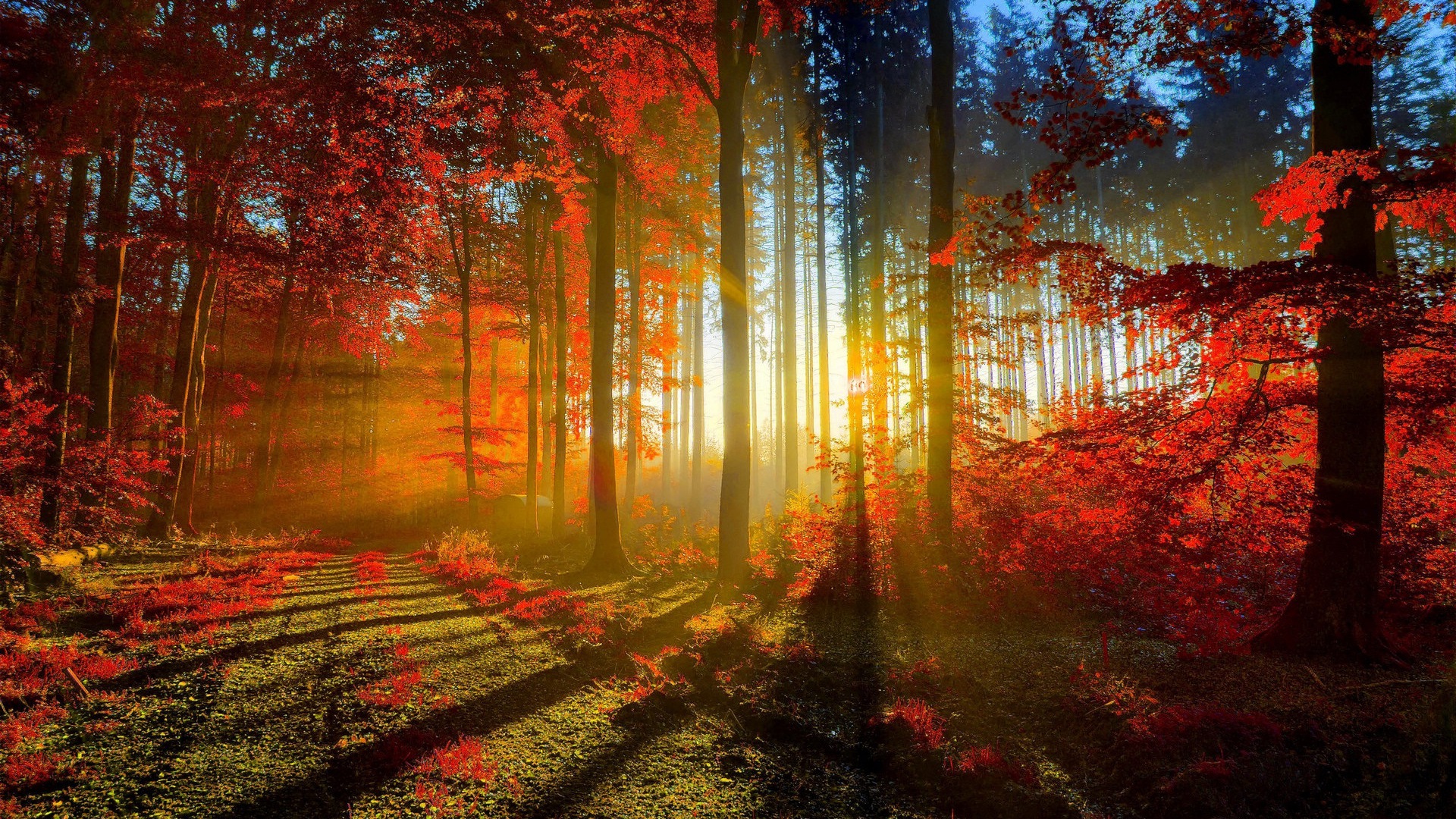 Podzimní červené listy lesních dřevin HD tapetu #1 - 1920x1080
