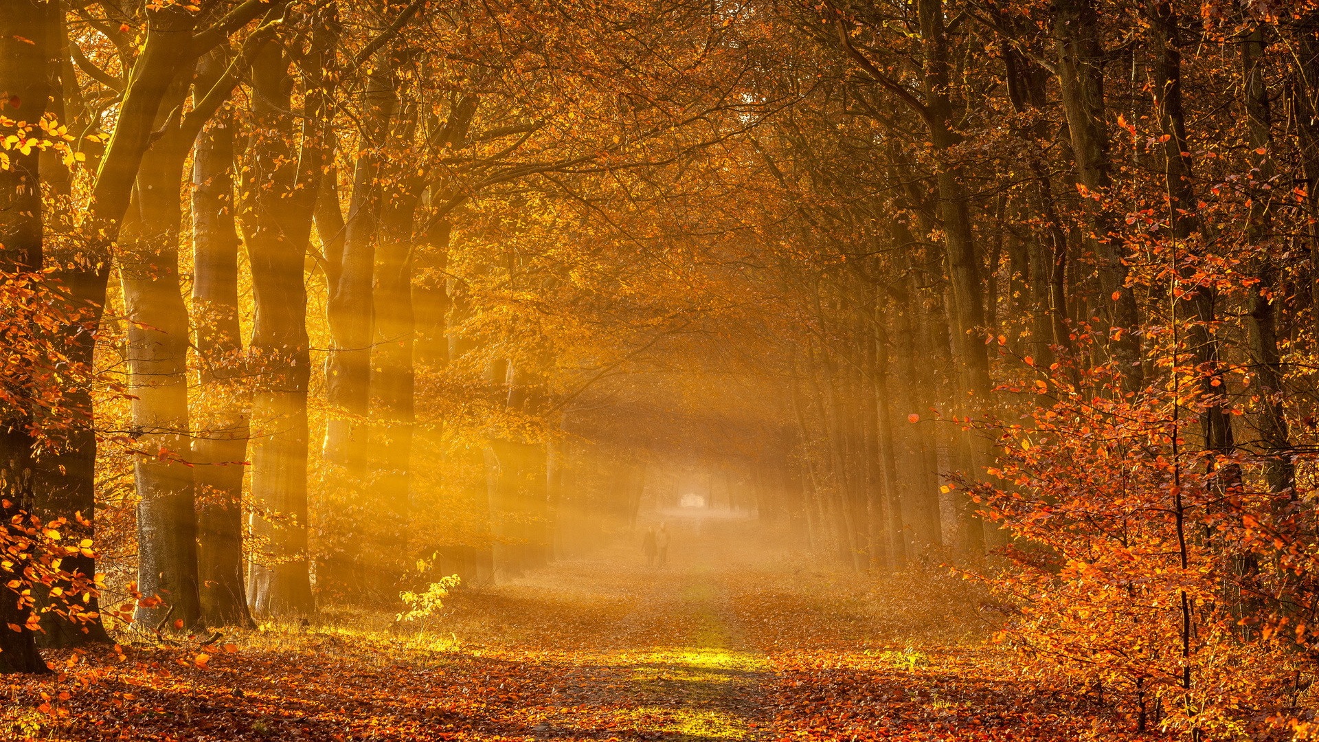 Podzimní červené listy lesních dřevin HD tapetu #2 - 1920x1080
