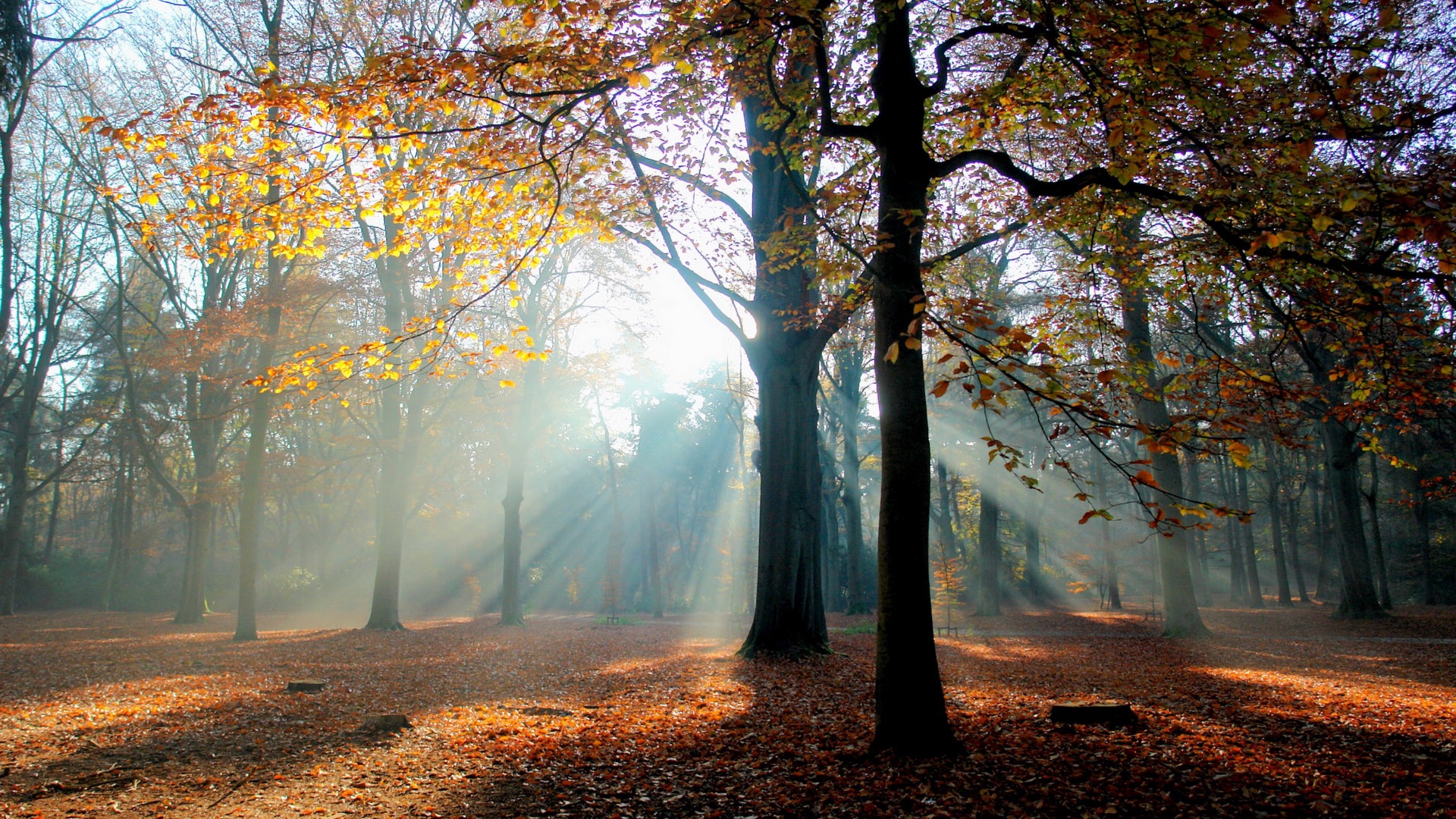 Podzimní červené listy lesních dřevin HD tapetu #6 - 1920x1080