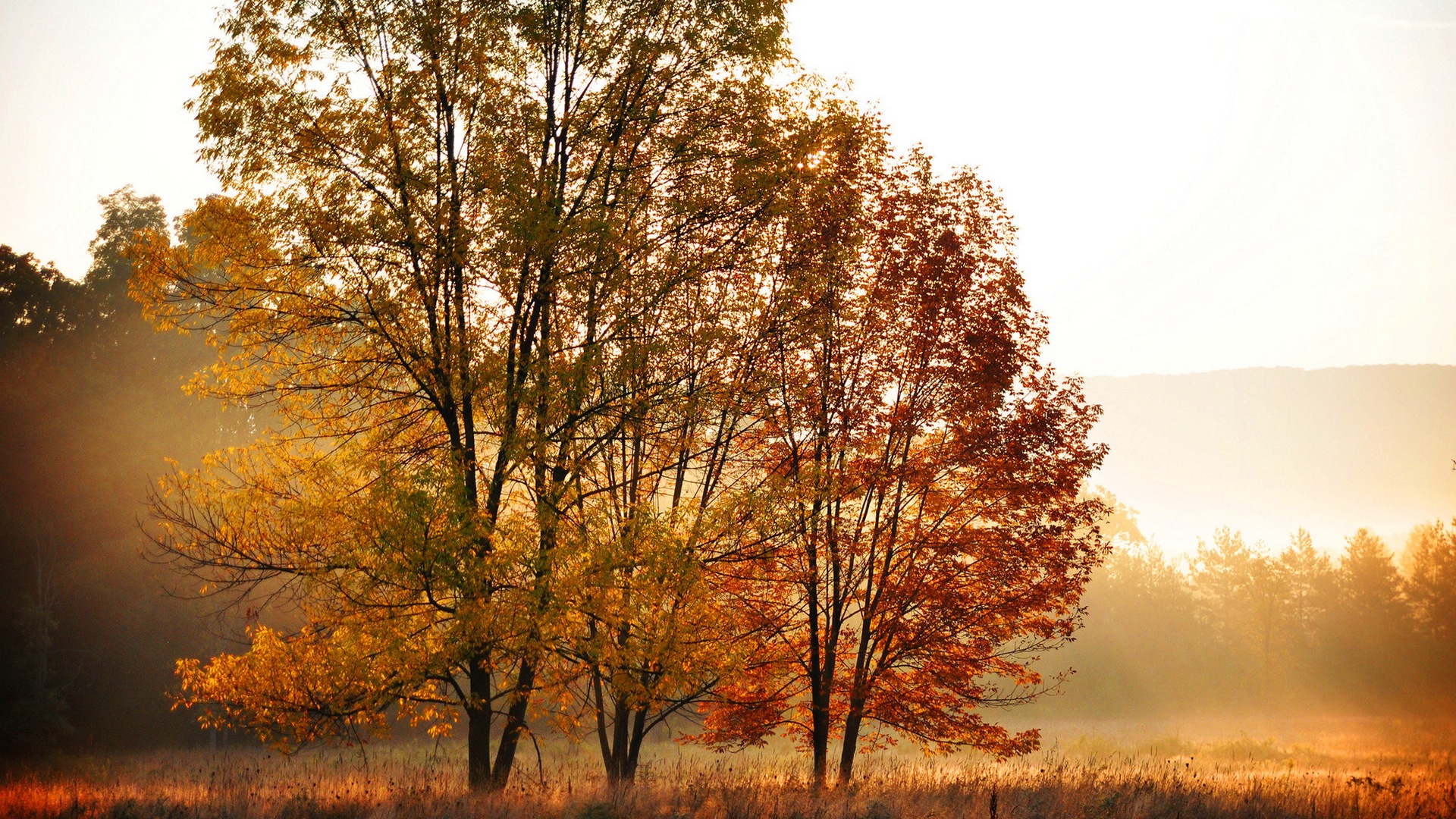 Rojo hojas de otoño bosque árboles HD wallpaper #7 - 1920x1080