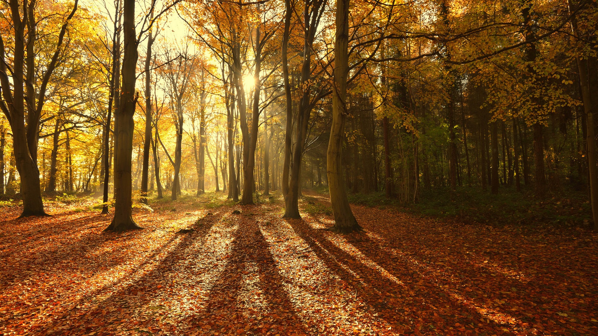 Podzimní červené listy lesních dřevin HD tapetu #8 - 1920x1080