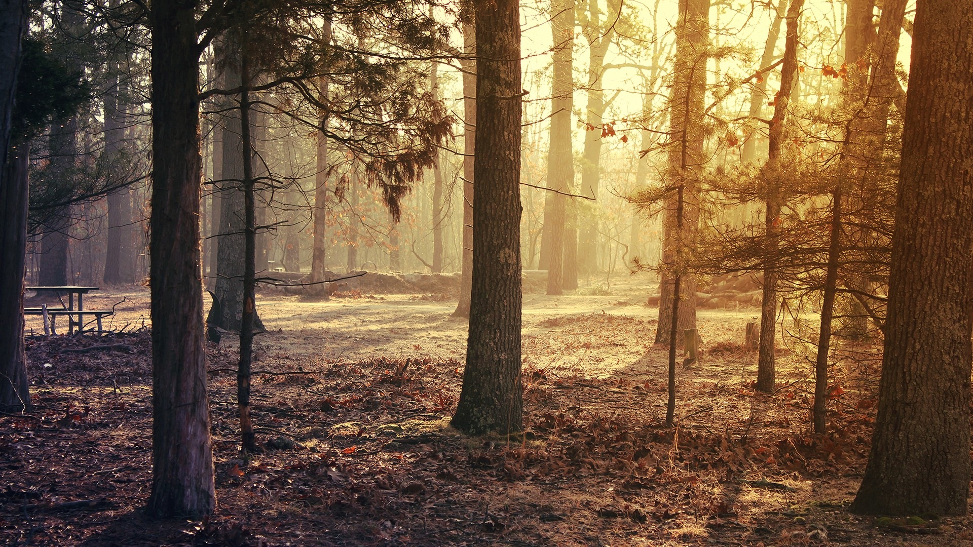 Podzimní červené listy lesních dřevin HD tapetu #11 - 1920x1080