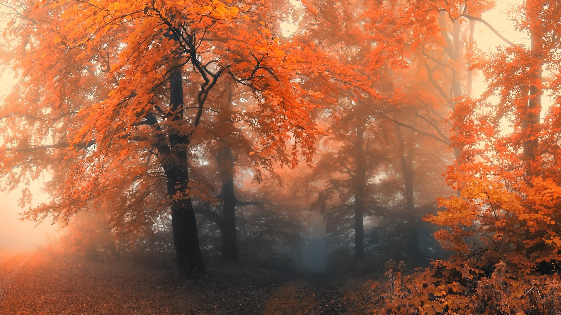 Осенние красные листья лесных деревьев HD обои #12 - 1920x1080
