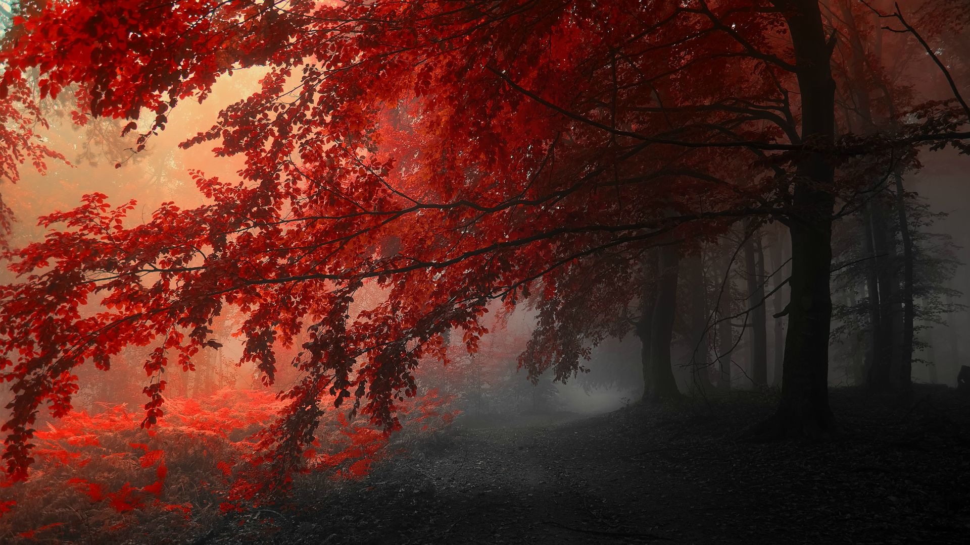 Autumn red leaves forest trees HD wallpaper #14 - 1920x1080