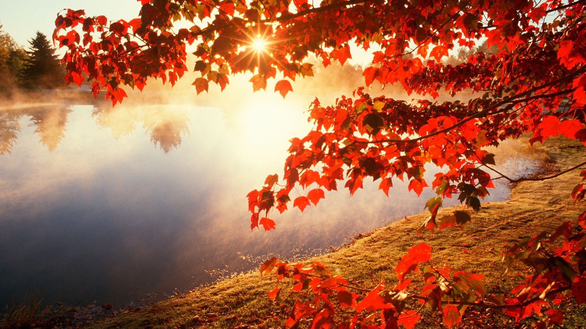 Rojo hojas de otoño bosque árboles HD wallpaper #20 - 1920x1080