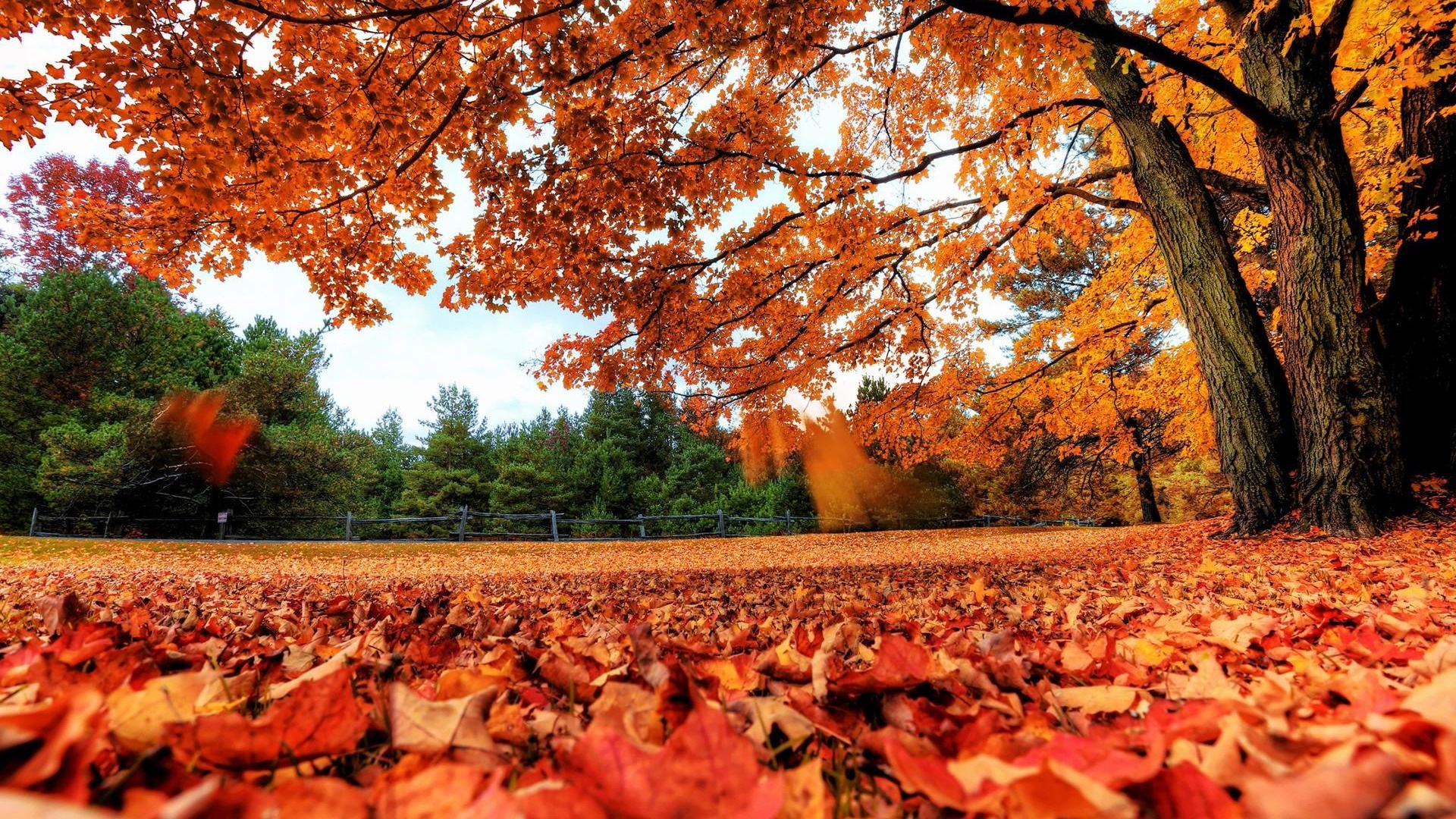 Windows 8.1 Theme HD tapety na plochu: krásné podzimní listí #1 - 1920x1080