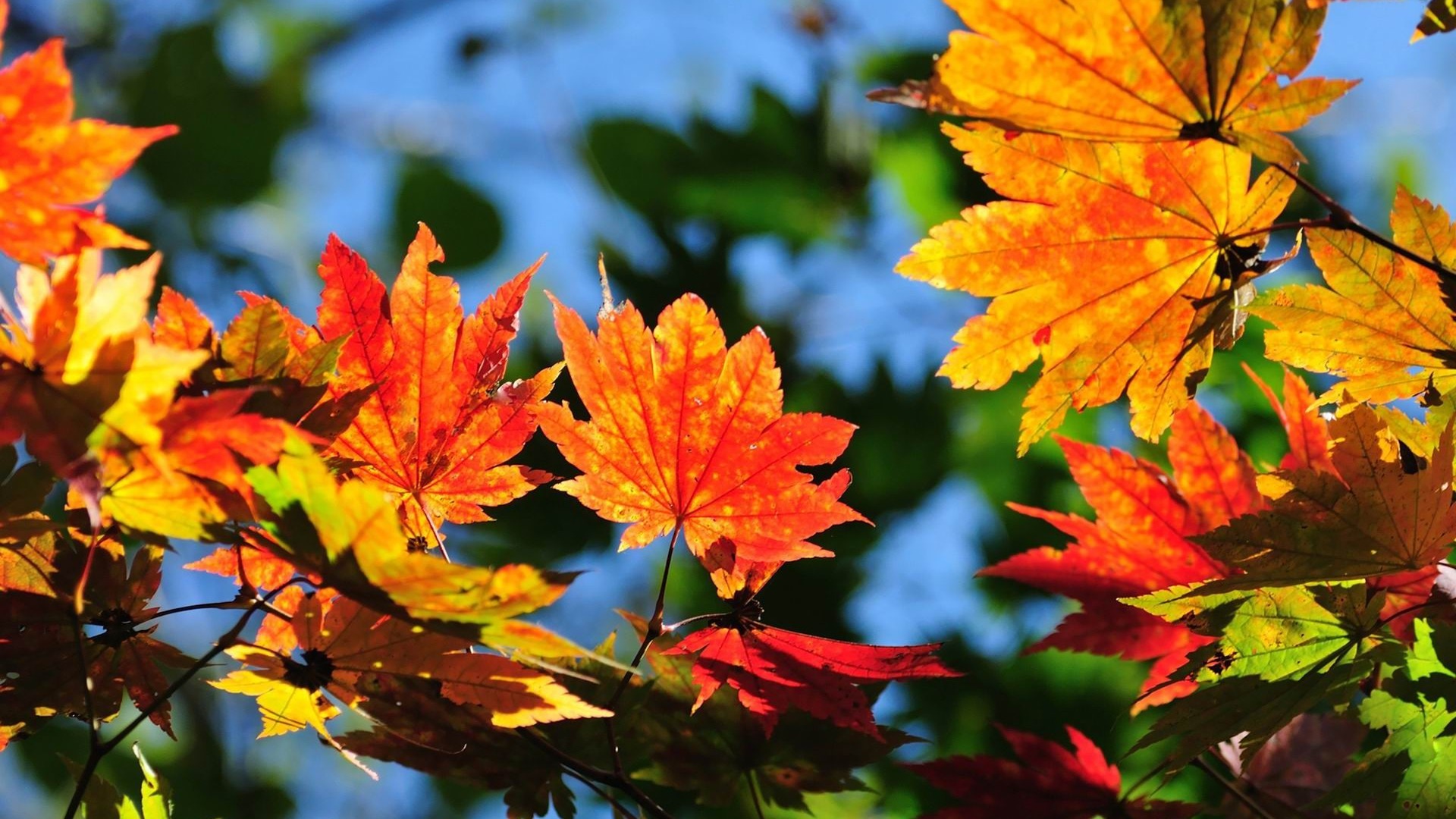 ОС Windows 8.1 HD обои темы: красивые осенние листья #8 - 1920x1080