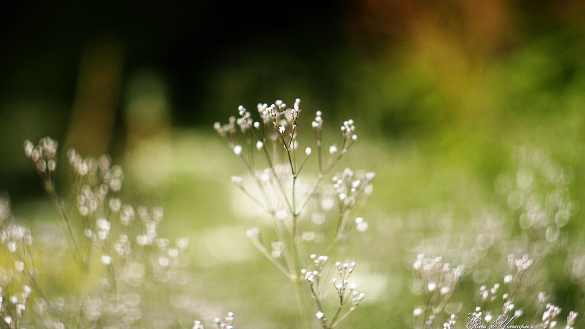 Windows 8 Theme HD Fonds d'écran: Belles fleurs #14 - 1920x1080