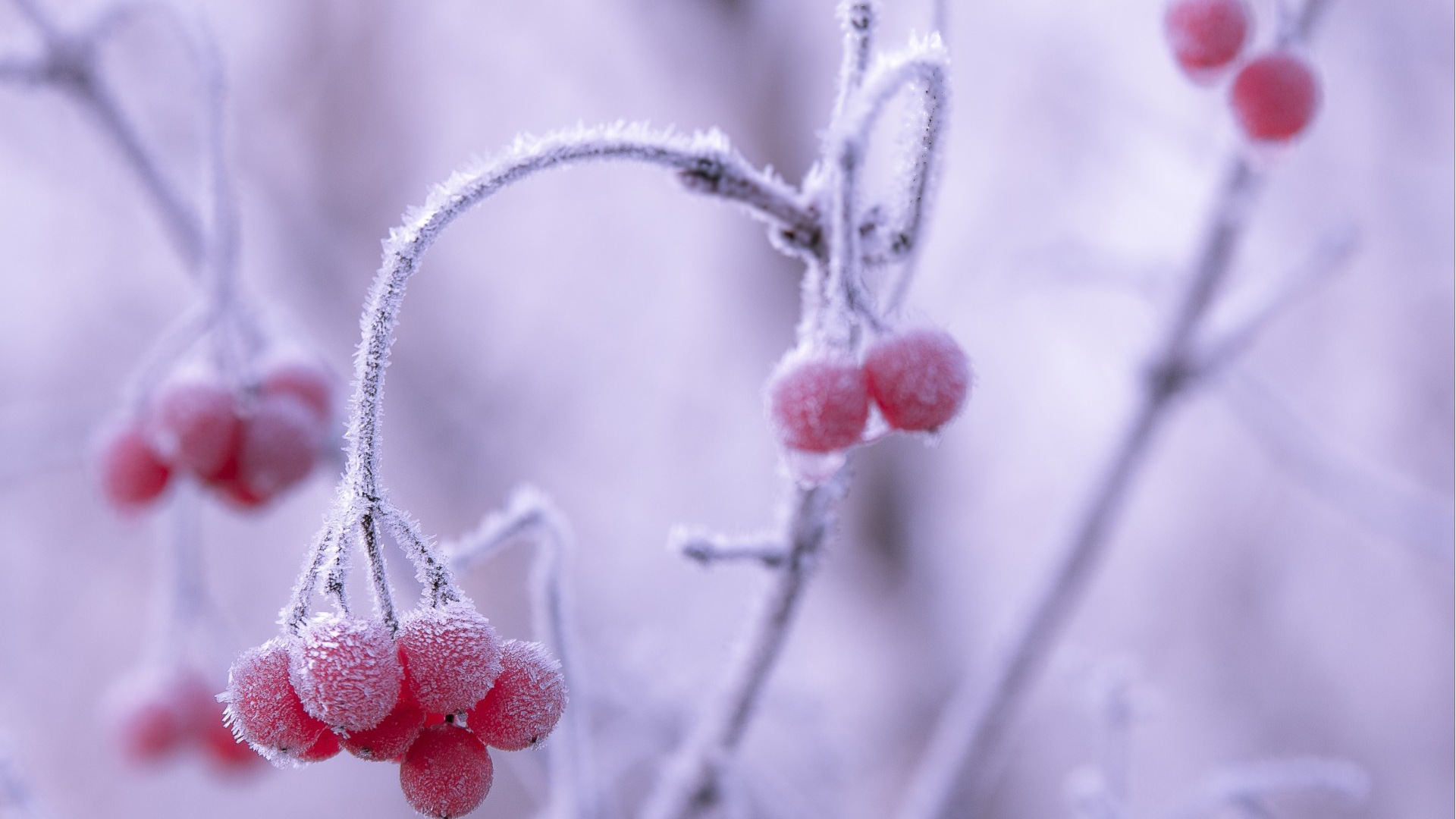 겨울 딸기, 서리 눈의 HD 배경 화면 #4 - 1920x1080
