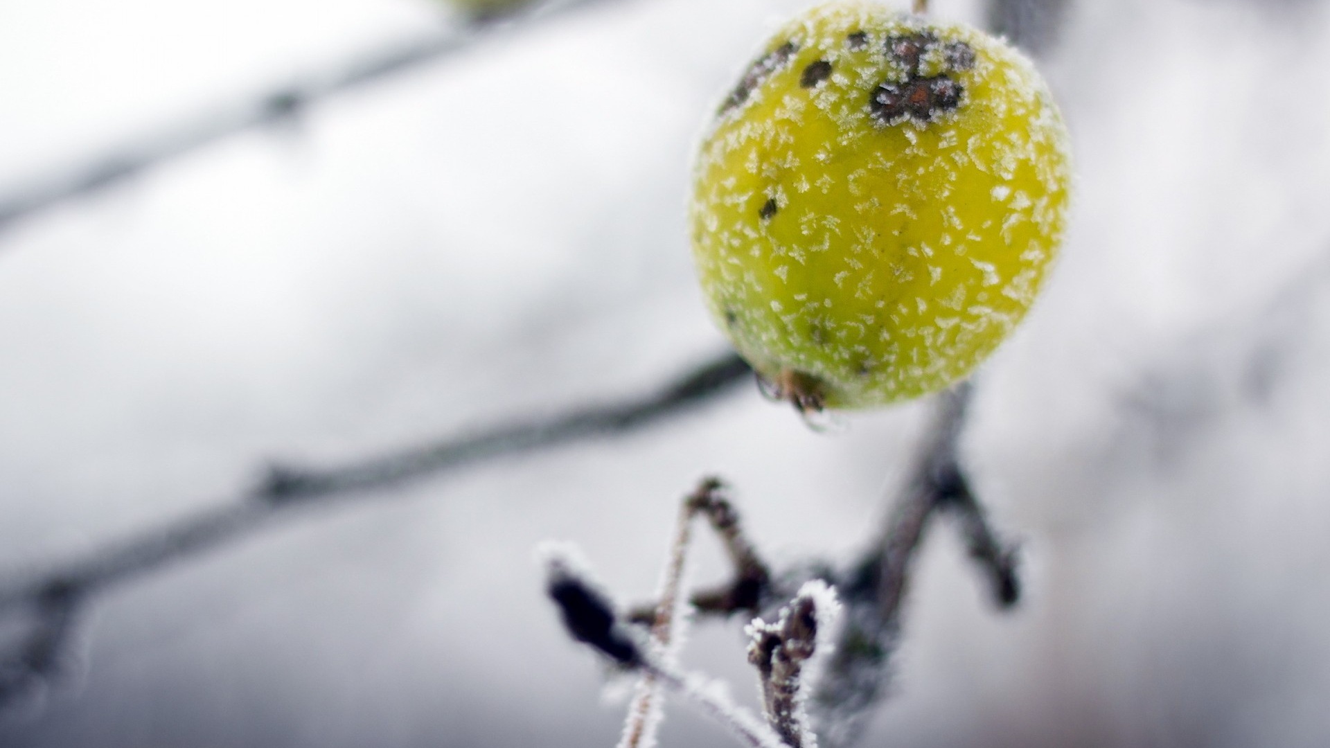 Winter berries, frost snow HD wallpapers #6 - 1920x1080