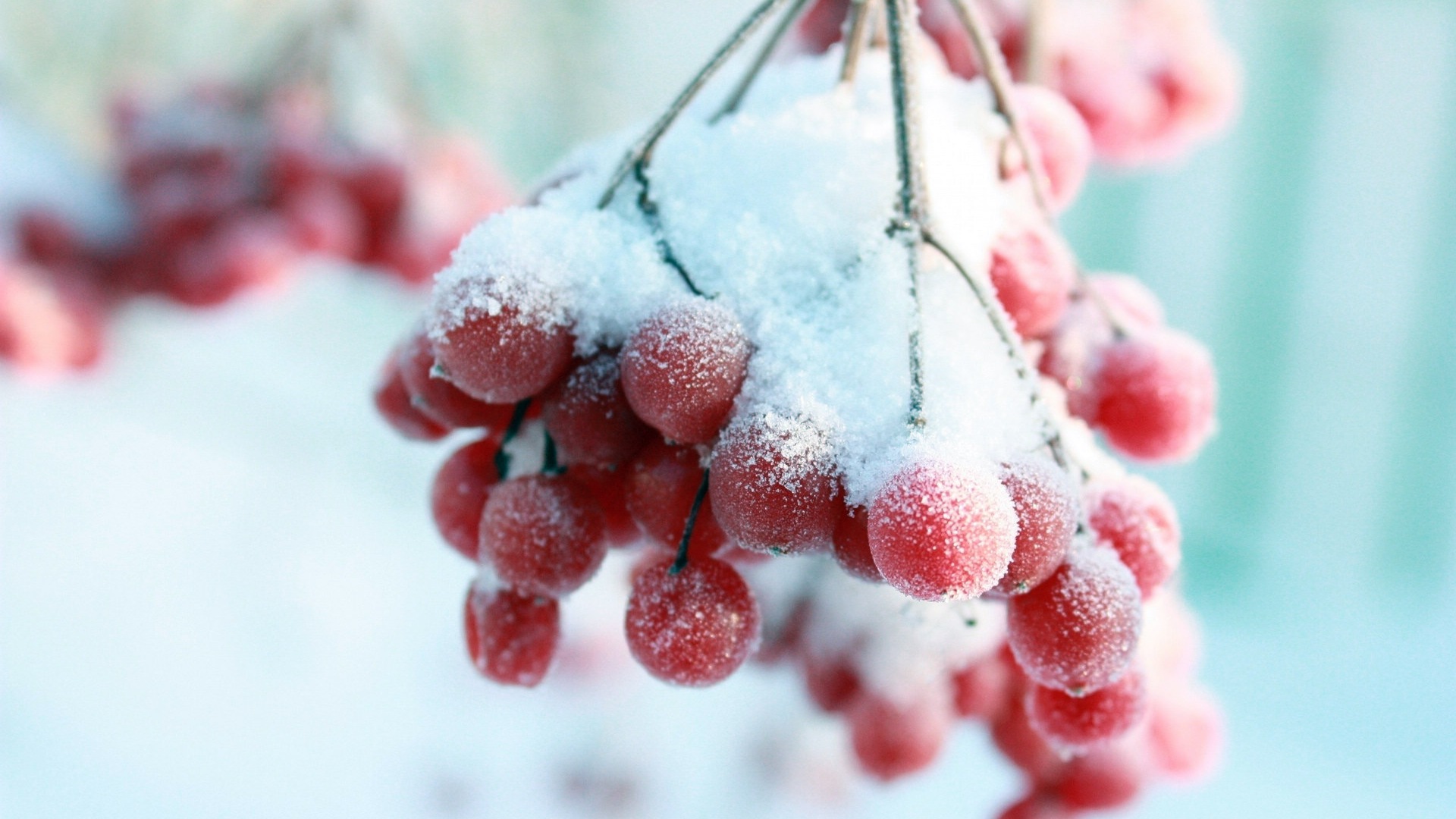 Winterbeeren, Frost Schnee HD Wallpaper #13 - 1920x1080