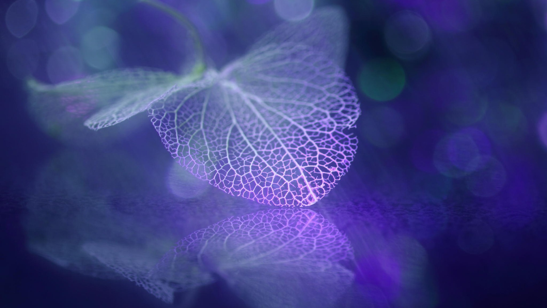 Leaf vein HD photography wallpaper #4 - 1920x1080