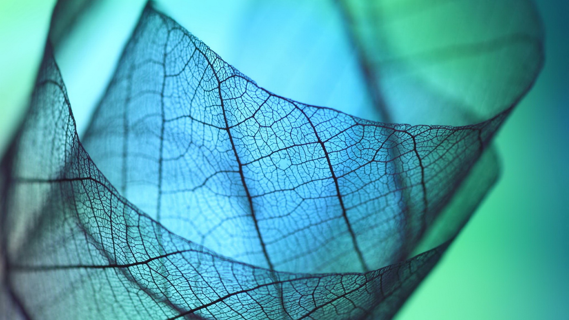 Leaf vein HD photography wallpaper #8 - 1920x1080