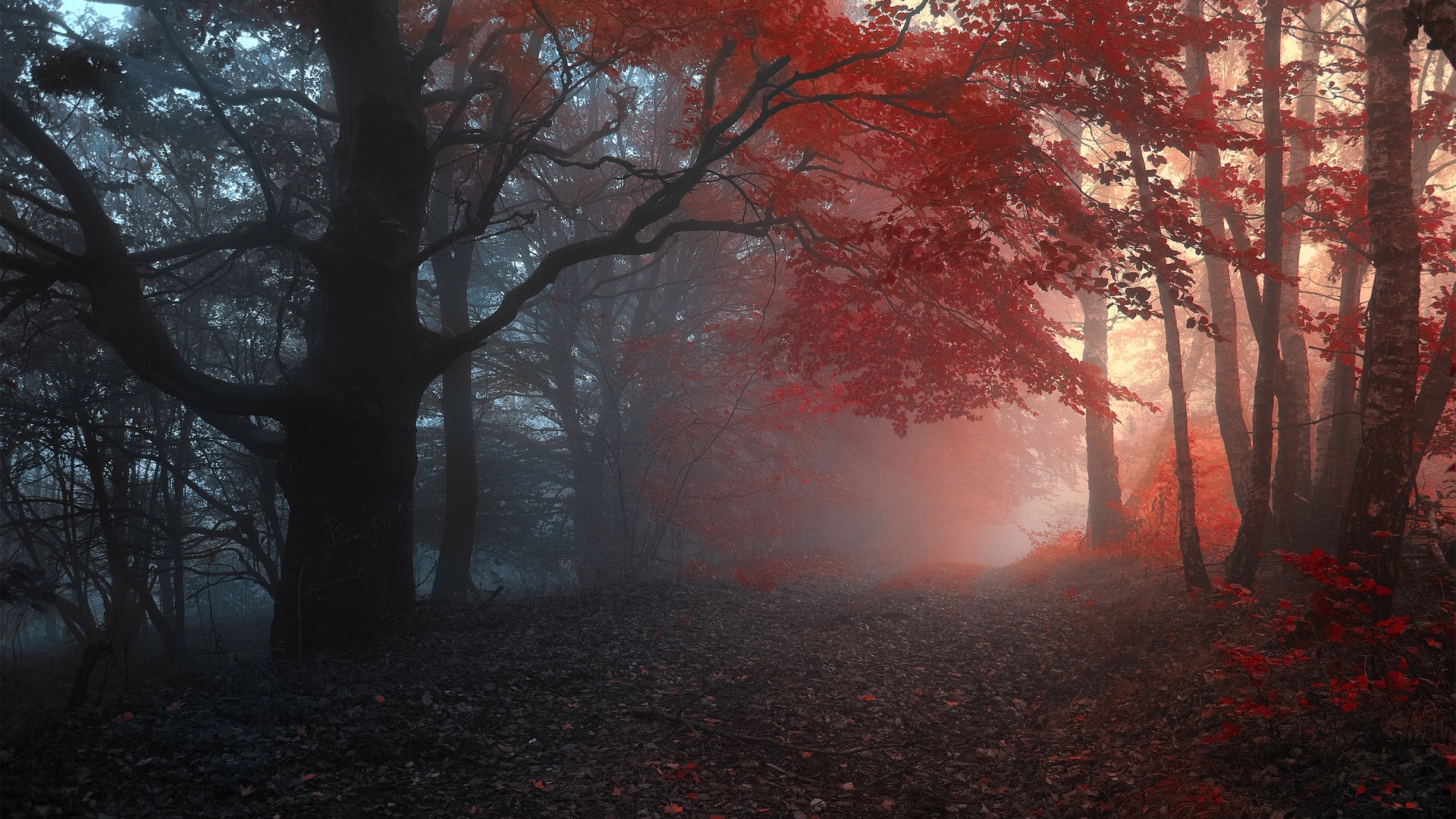 雾的秋天，红叶树木，高清壁纸7 - 1920x1080
