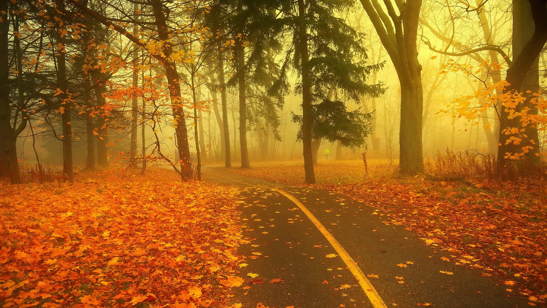 Foggy podzimní listí a stromy HD Tapety na plochu #8 - 1920x1080