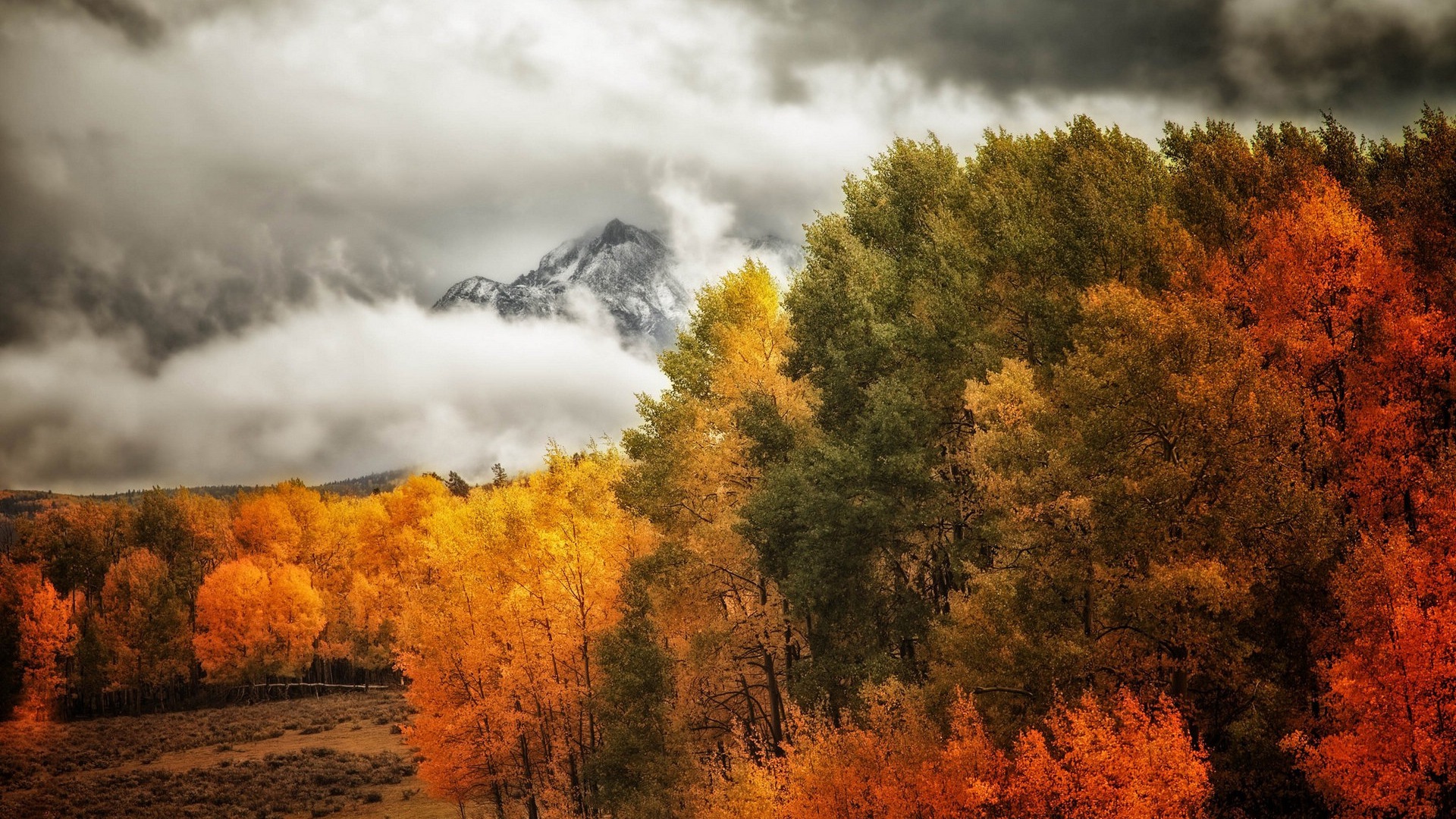 Foggy podzimní listí a stromy HD Tapety na plochu #10 - 1920x1080