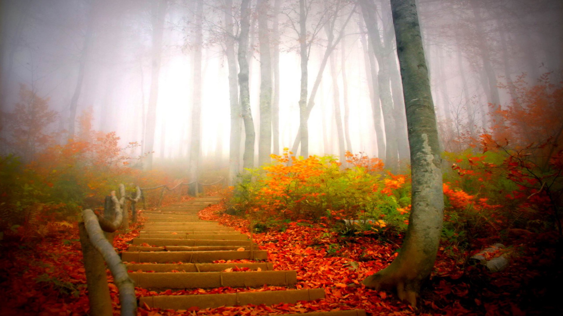 Foggy podzimní listí a stromy HD Tapety na plochu #12 - 1920x1080