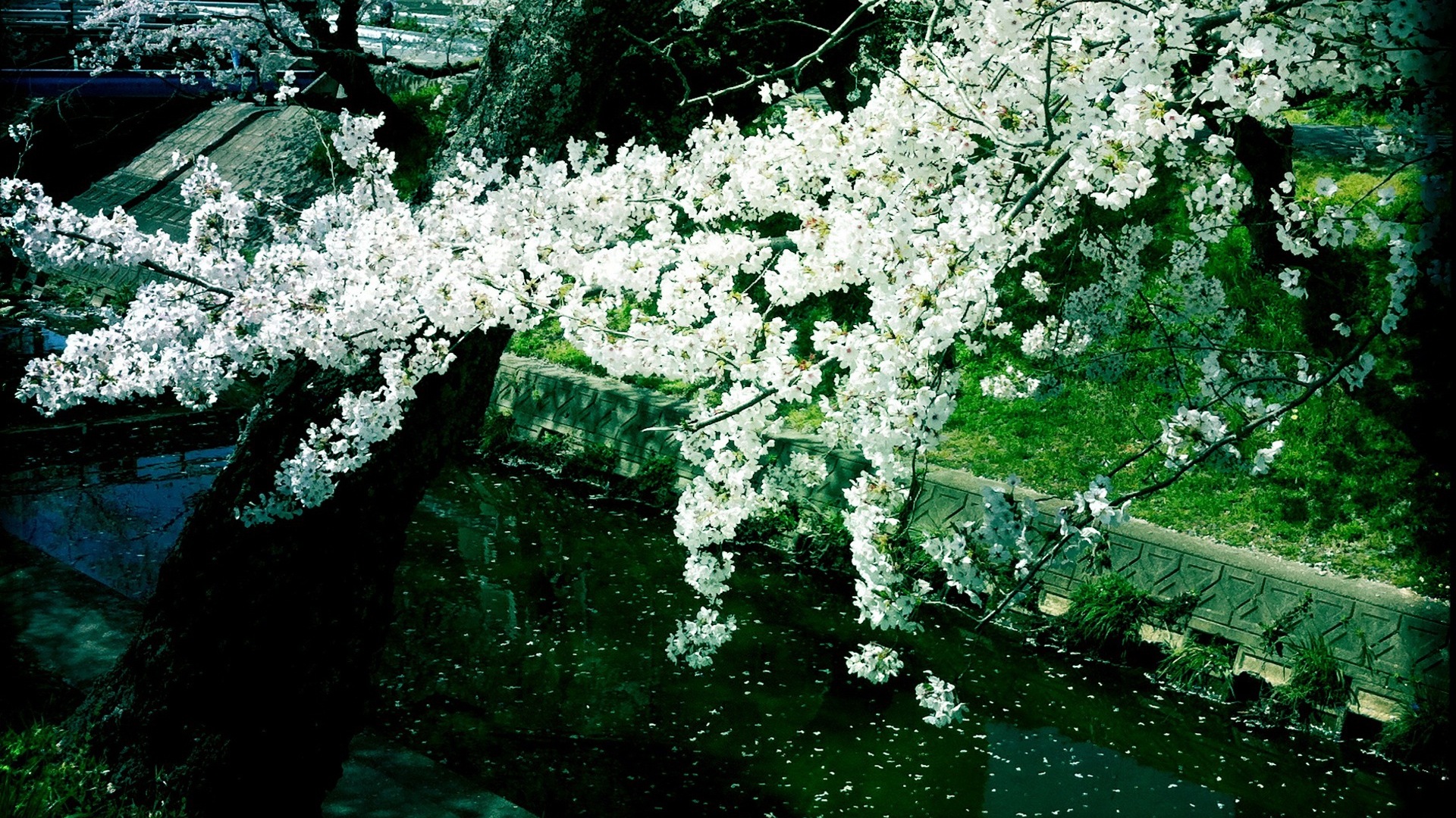 꽃은 땅에 아름다운의 HD 배경 화면 가을 #5 - 1920x1080