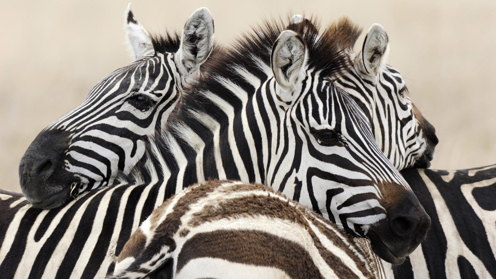 Schwarz-weiß gestreifte Tier, Zebra HD Wallpaper #2 - 1920x1080