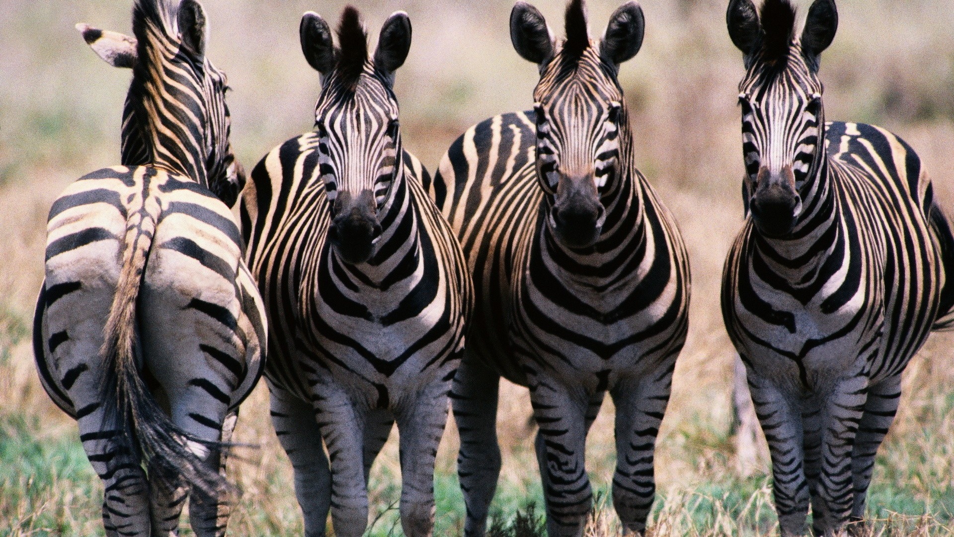 Black and white striped animal, zebra HD wallpapers #5 - 1920x1080