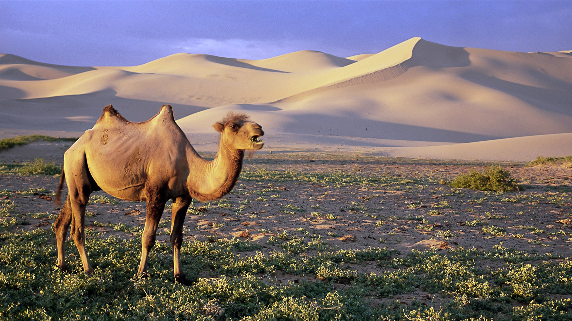 動物の世界では、Windows 8のパノラマワイドスクリーンの壁紙 #5 - 1920x1080