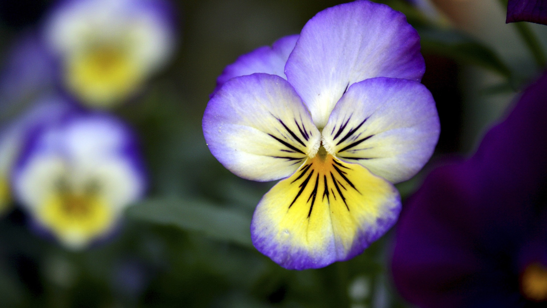 Fleurs colorées close-up, de Windows 8 fonds d'écran HD #2 - 1920x1080