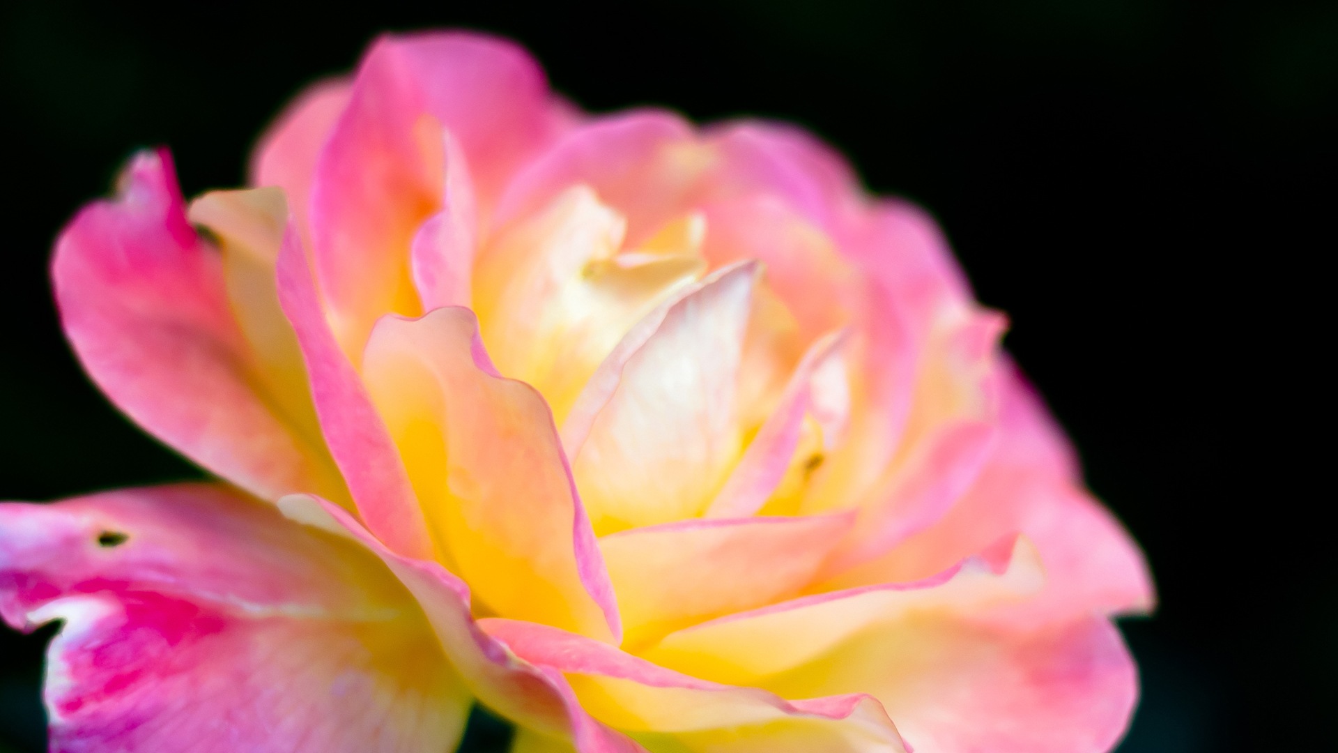 Макро красивых обоев цветы HD #14 - 1920x1080