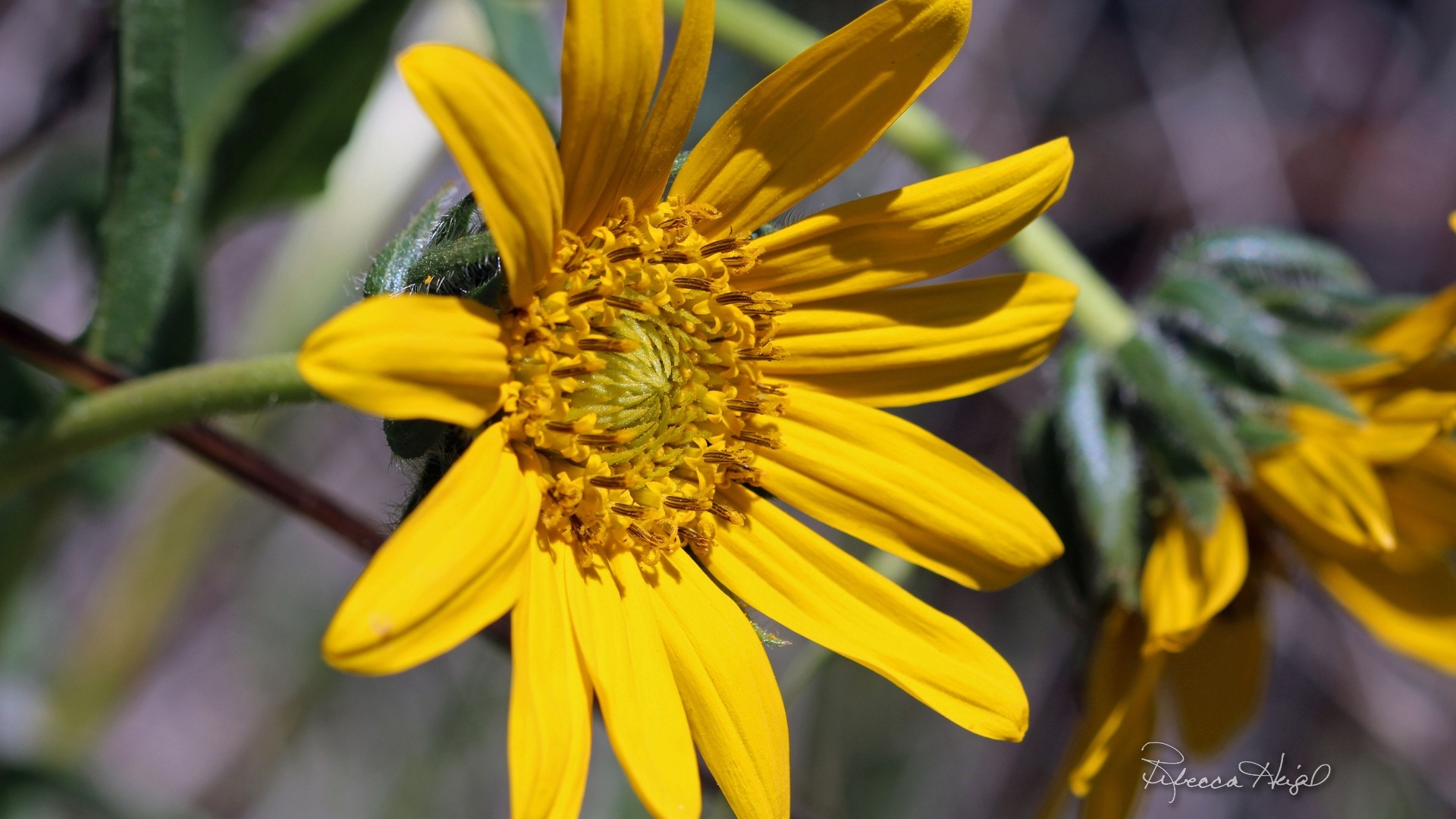 春の花が咲く、Windowsの8テーマの壁紙 #15 - 1920x1080