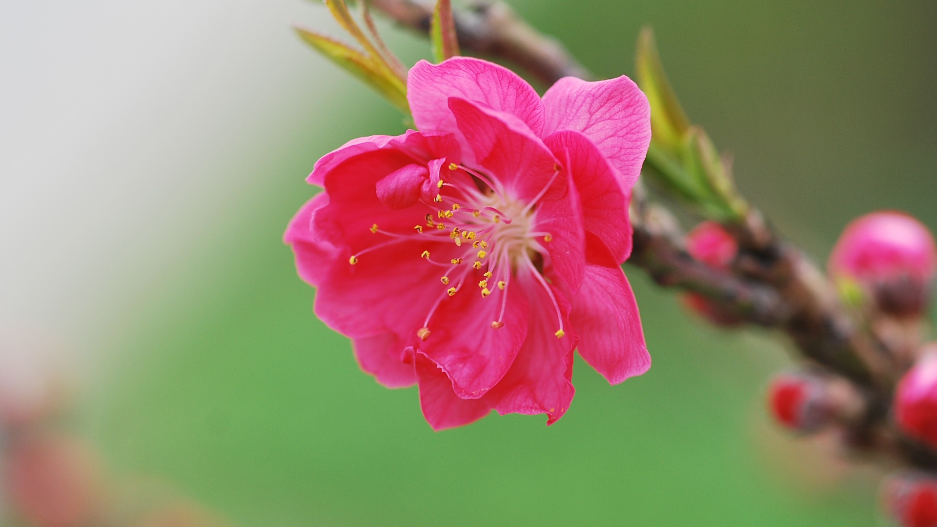 Розовый персик цветы обои #16 - 1920x1080
