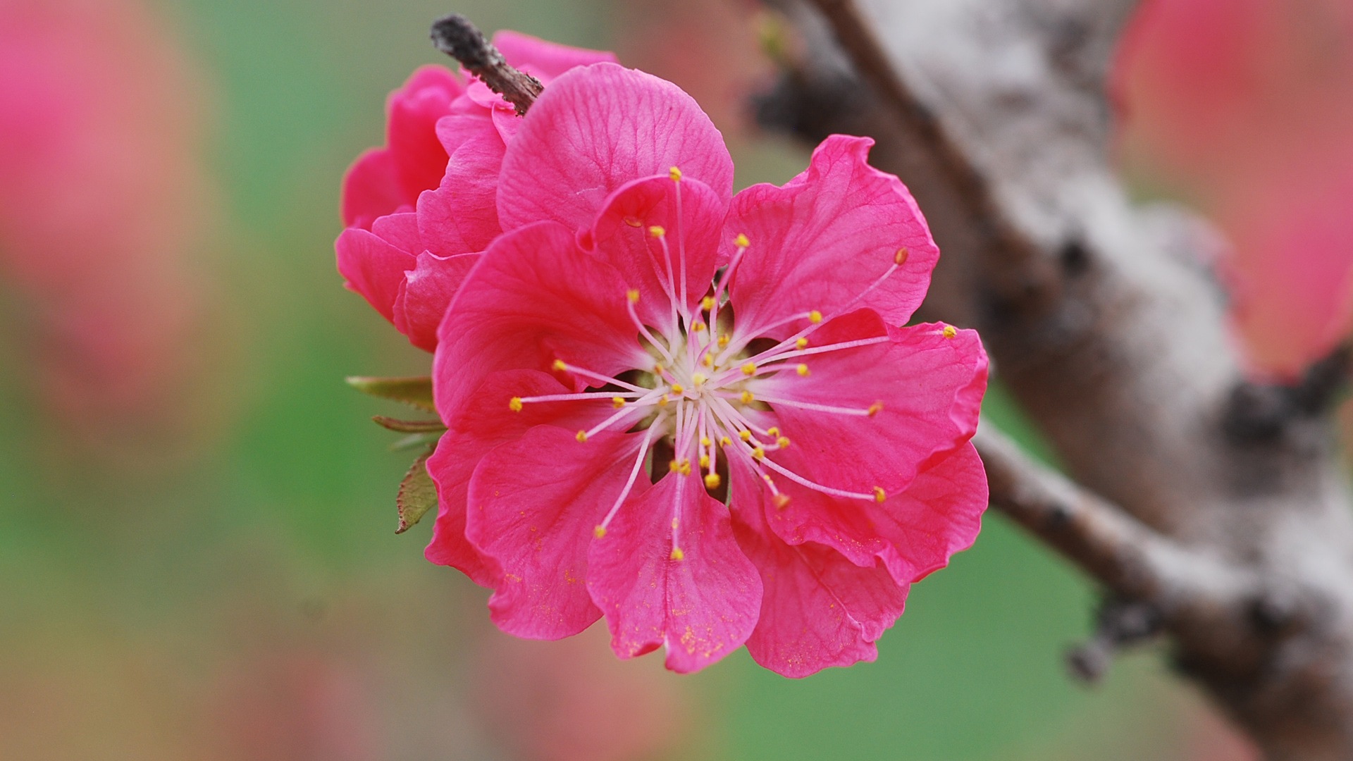 Розовый персик цветы обои #19 - 1920x1080
