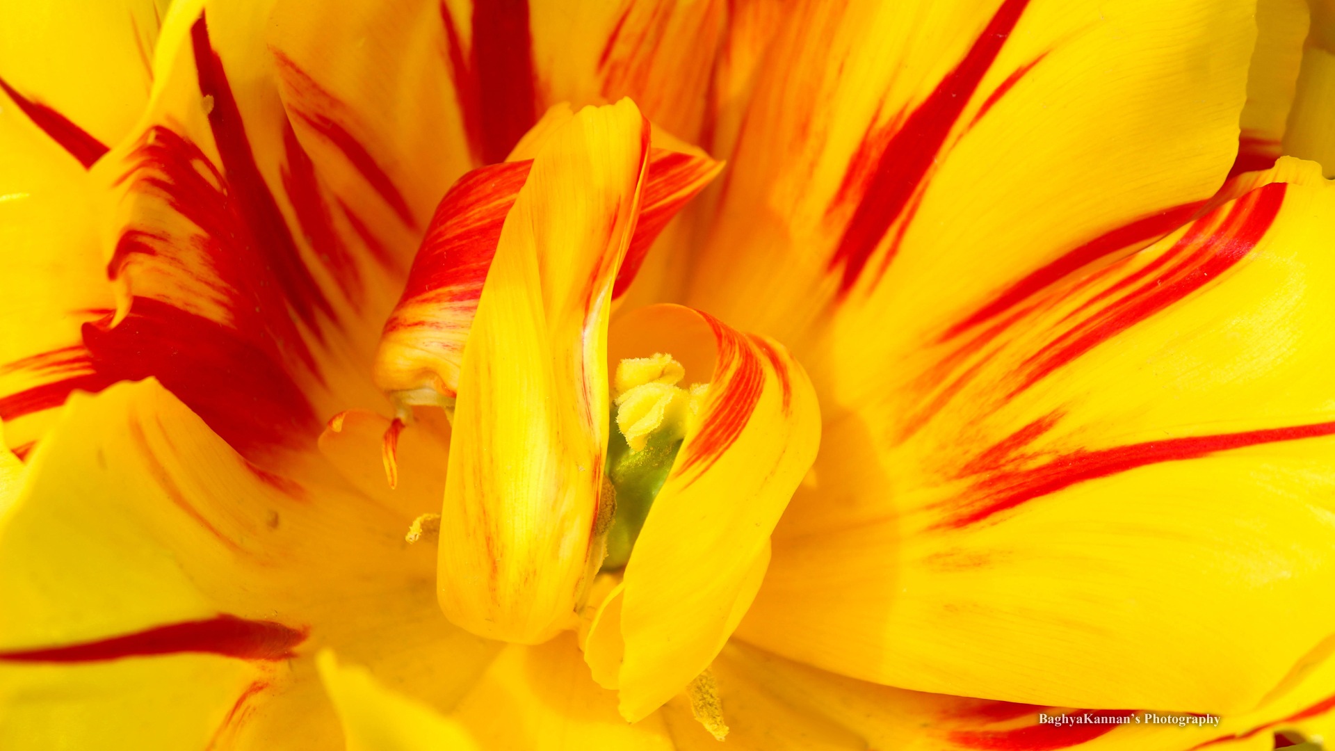 Krásné květy tulipánů, Windows 8 téma HD Tapety na plochu #2 - 1920x1080