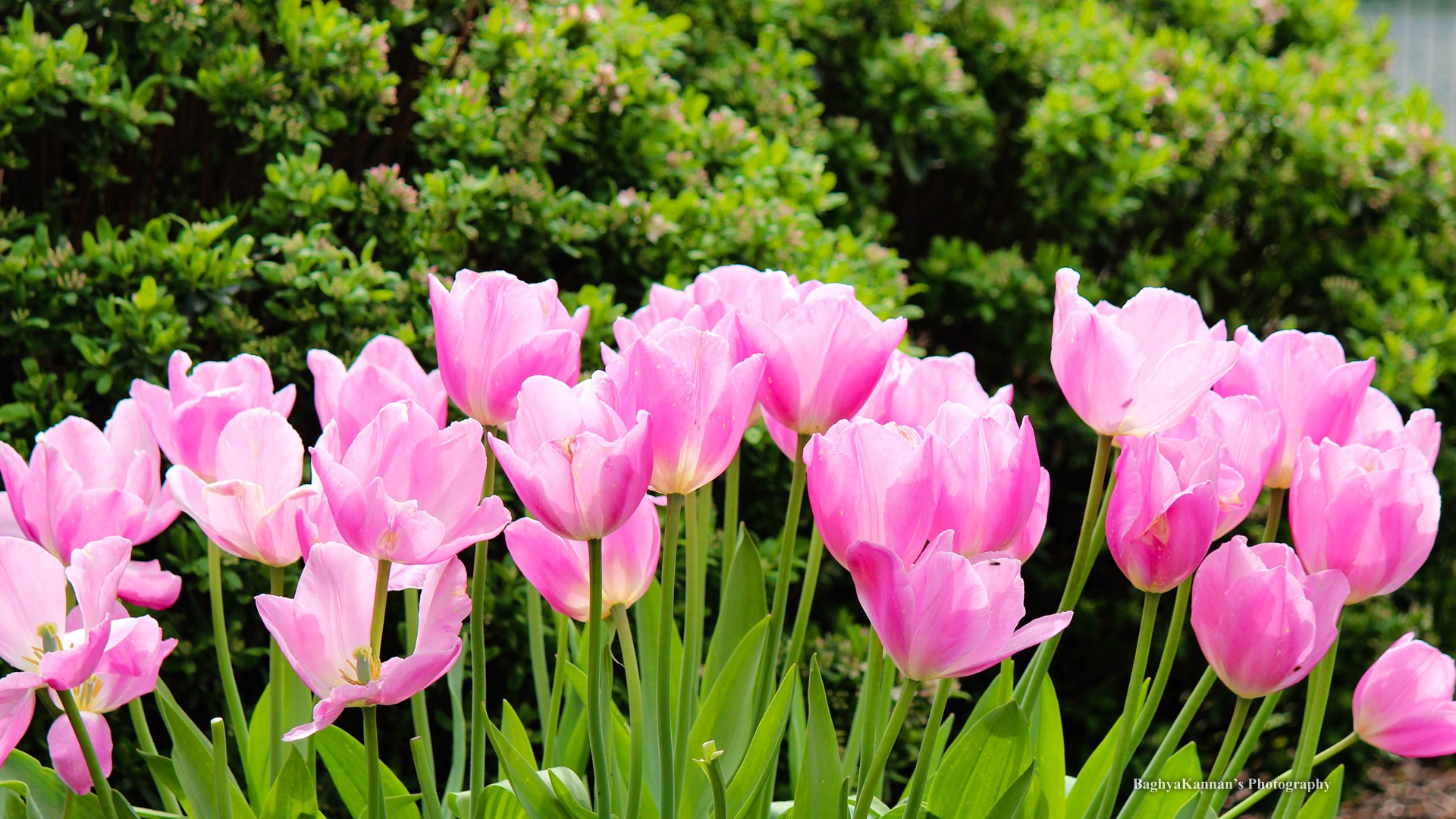 Krásné květy tulipánů, Windows 8 téma HD Tapety na plochu #10 - 1920x1080