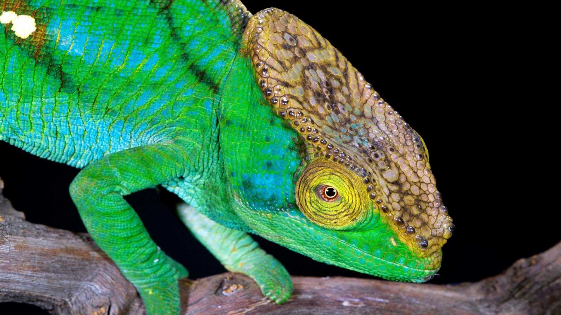 Animales colorido fondos de pantalla de alta definición camaleón #4 - 1920x1080