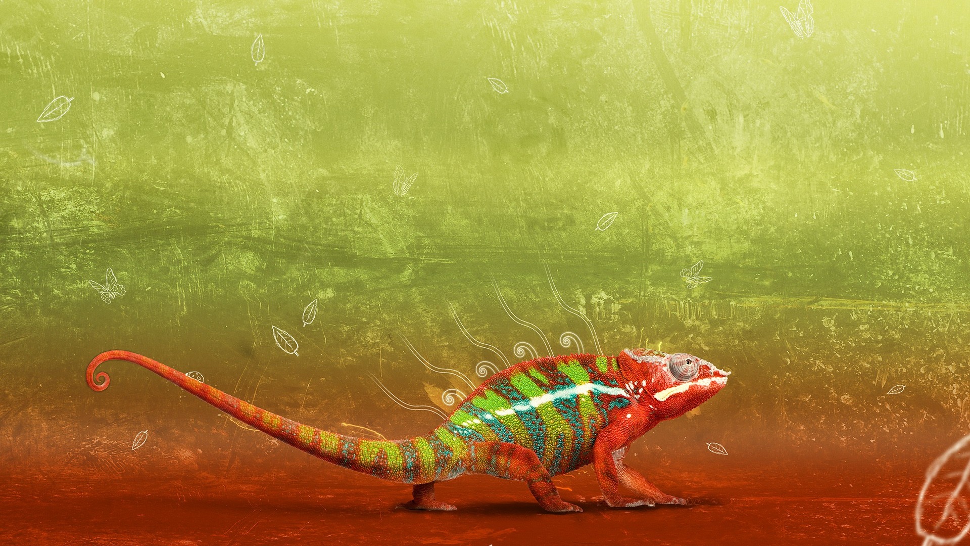 Animales colorido fondos de pantalla de alta definición camaleón #5 - 1920x1080