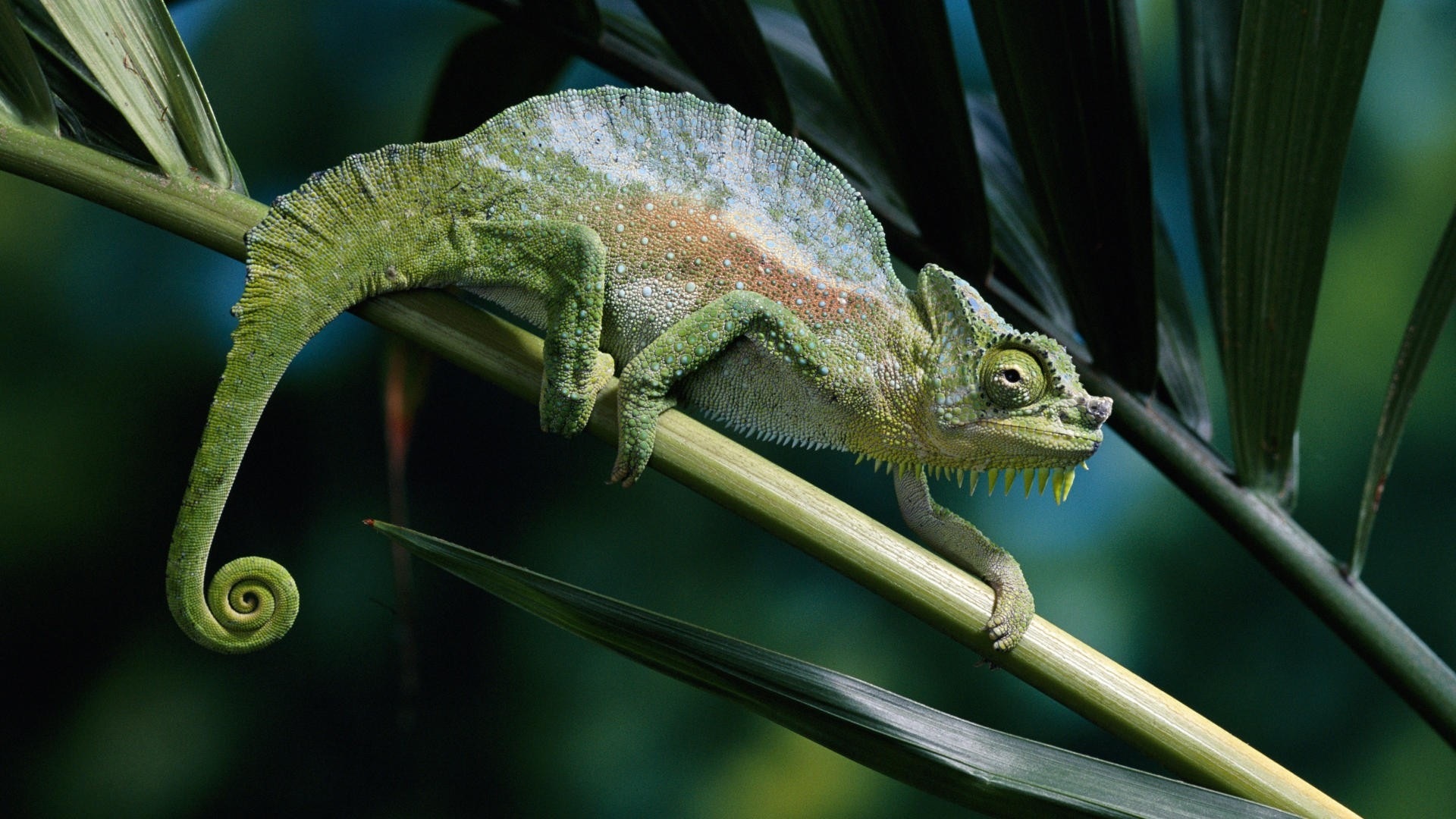 Colorful animal chameleon HD wallpapers #11 - 1920x1080
