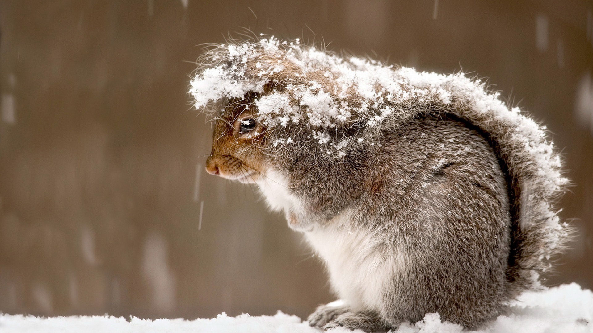 Animal close-up, cute squirrel HD wallpapers #12 - 1920x1080