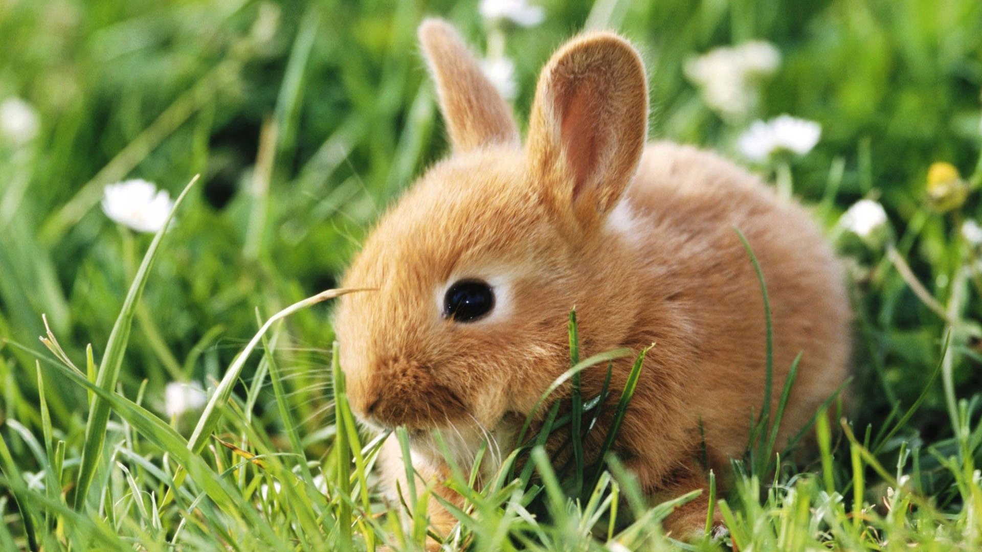 모피 동물, 귀여운 토끼의 HD 배경 화면 #1 - 1920x1080