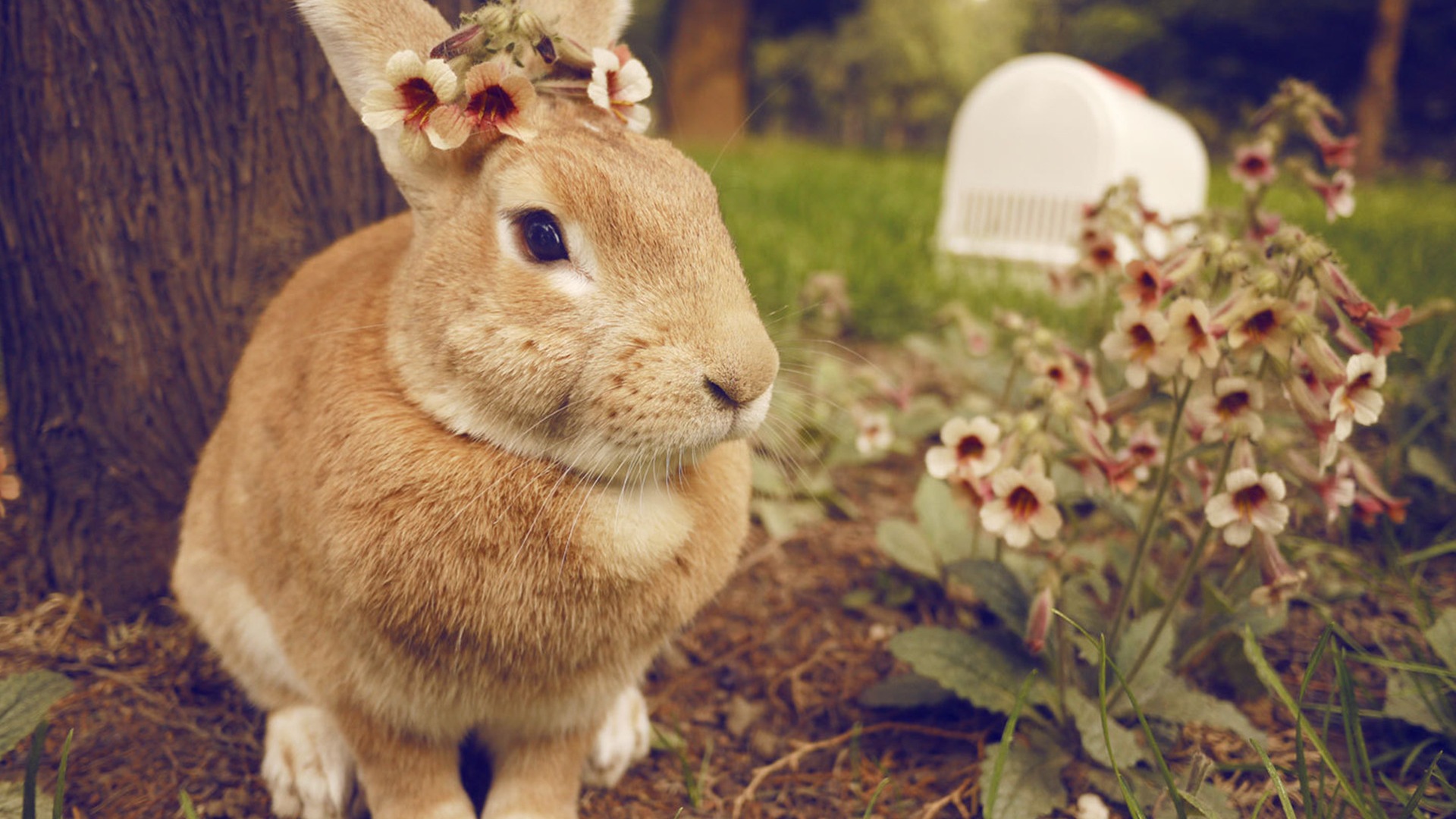 Furry animals, cute bunny HD wallpapers #18 - 1920x1080