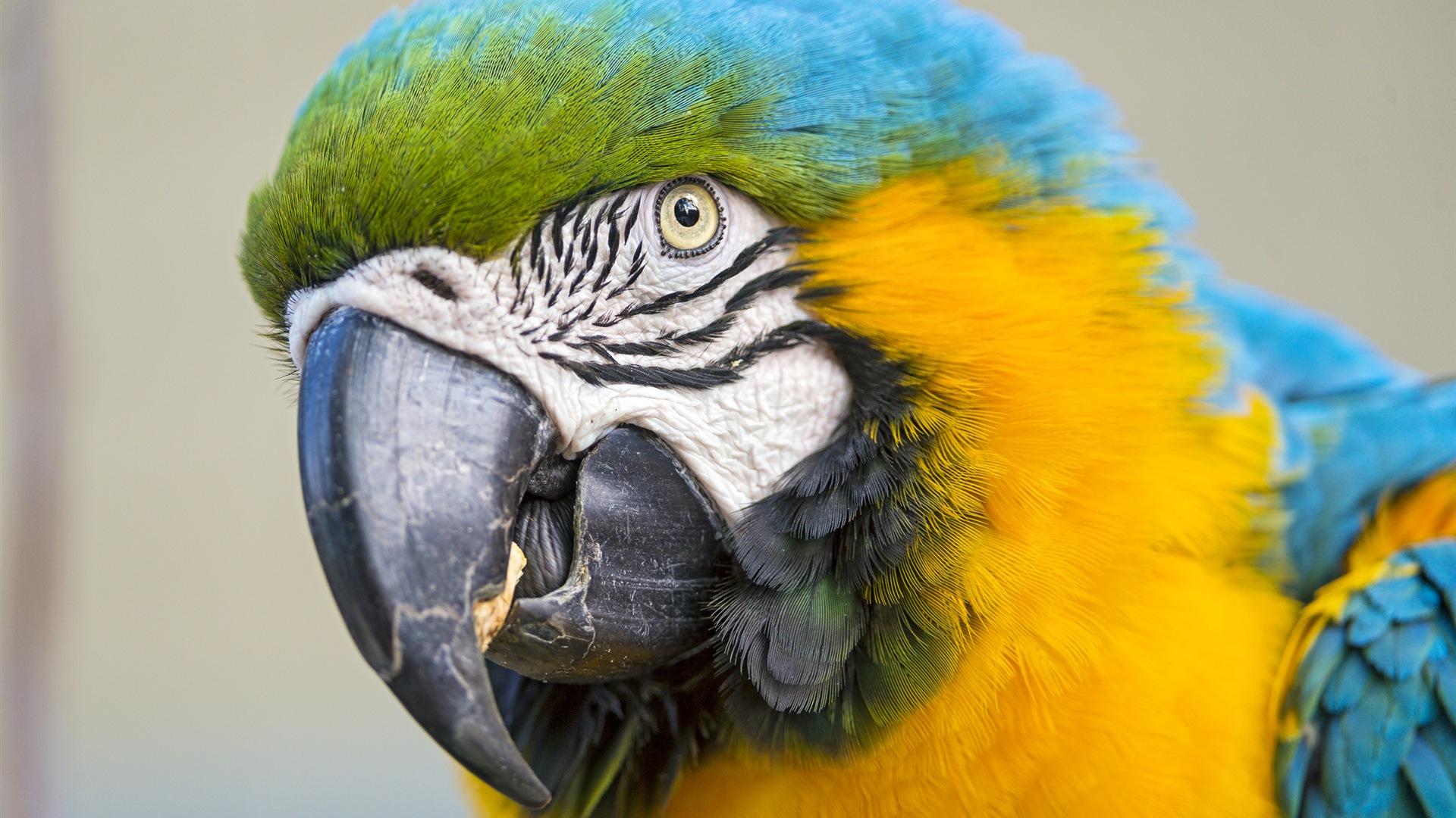 guacamayo primer plano HD fondos de pantalla #15 - 1920x1080