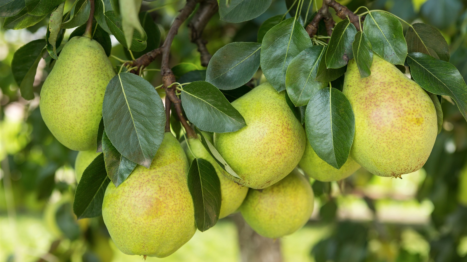 Succulent fruit, pears close-up HD wallpapers #24 - 1920x1080