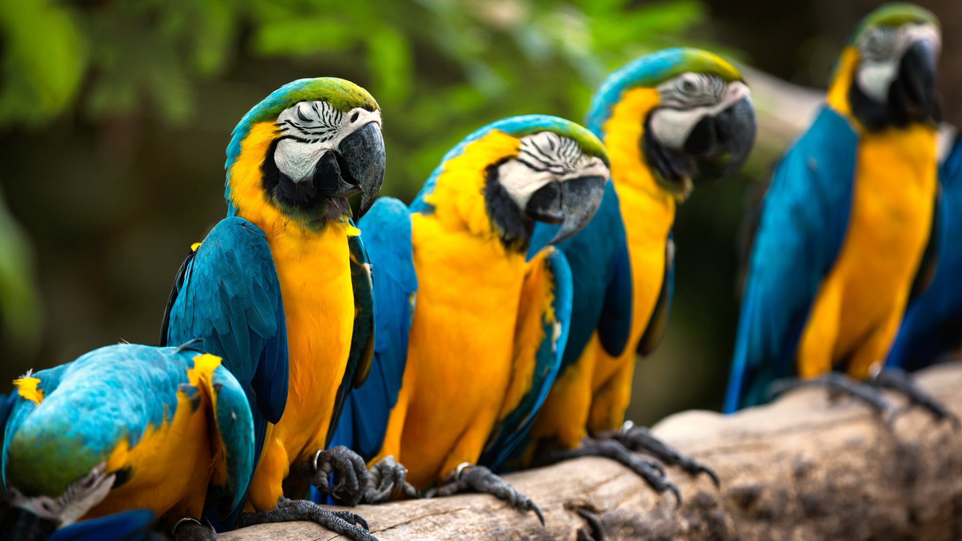 Macaw Nahaufnahme HD Wallpaper #1 - 1920x1080