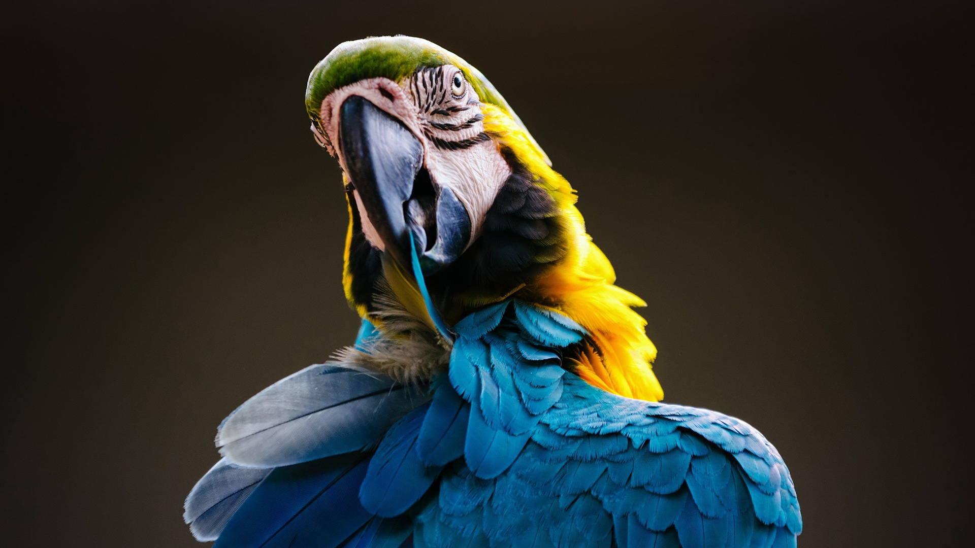 Macaw close-up HD wallpapers #2 - 1920x1080