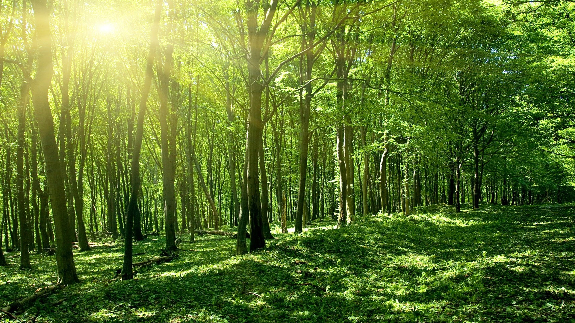 Windows 8 theme forest scenery HD wallpapers #3 - 1920x1080